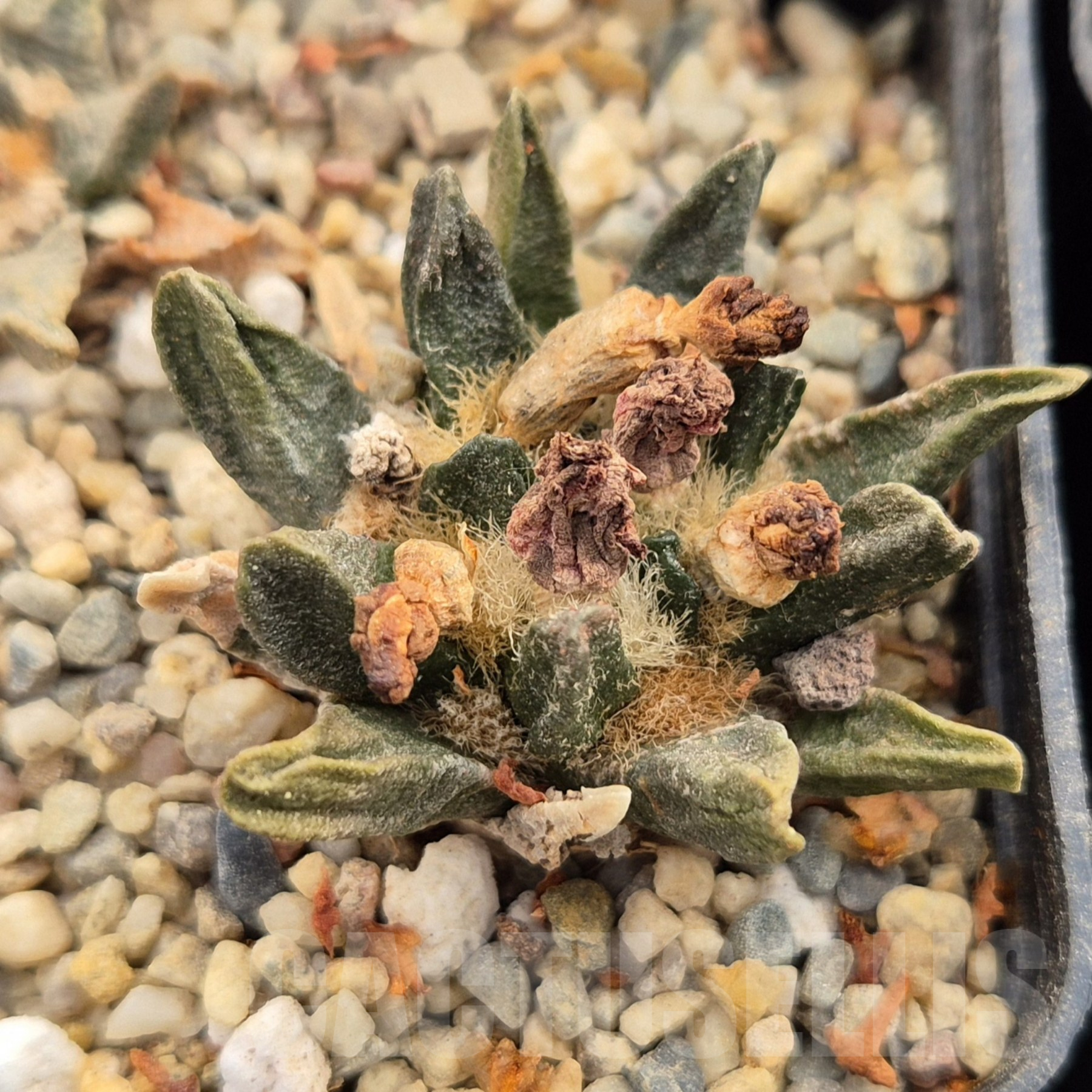 LOT860 10 SEEDS Ariocarpus scapharostrus 2024 year - Image 5