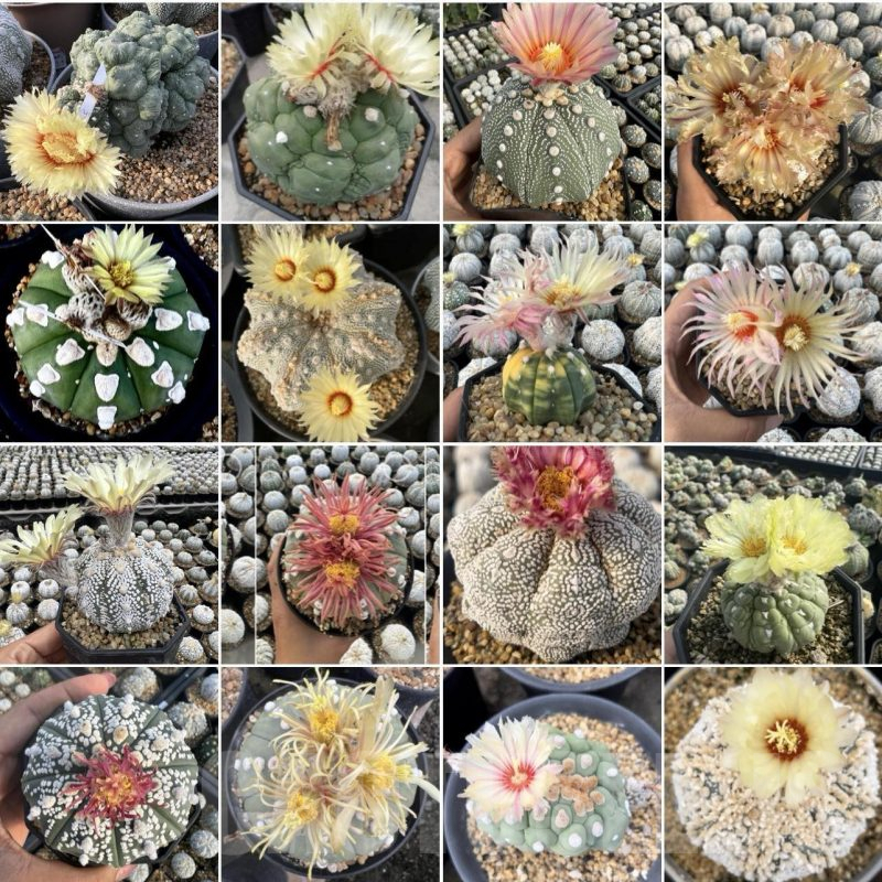 LOT853 100 SEEDS Astrophytum asterias hybrid mix -Tailand-   2024