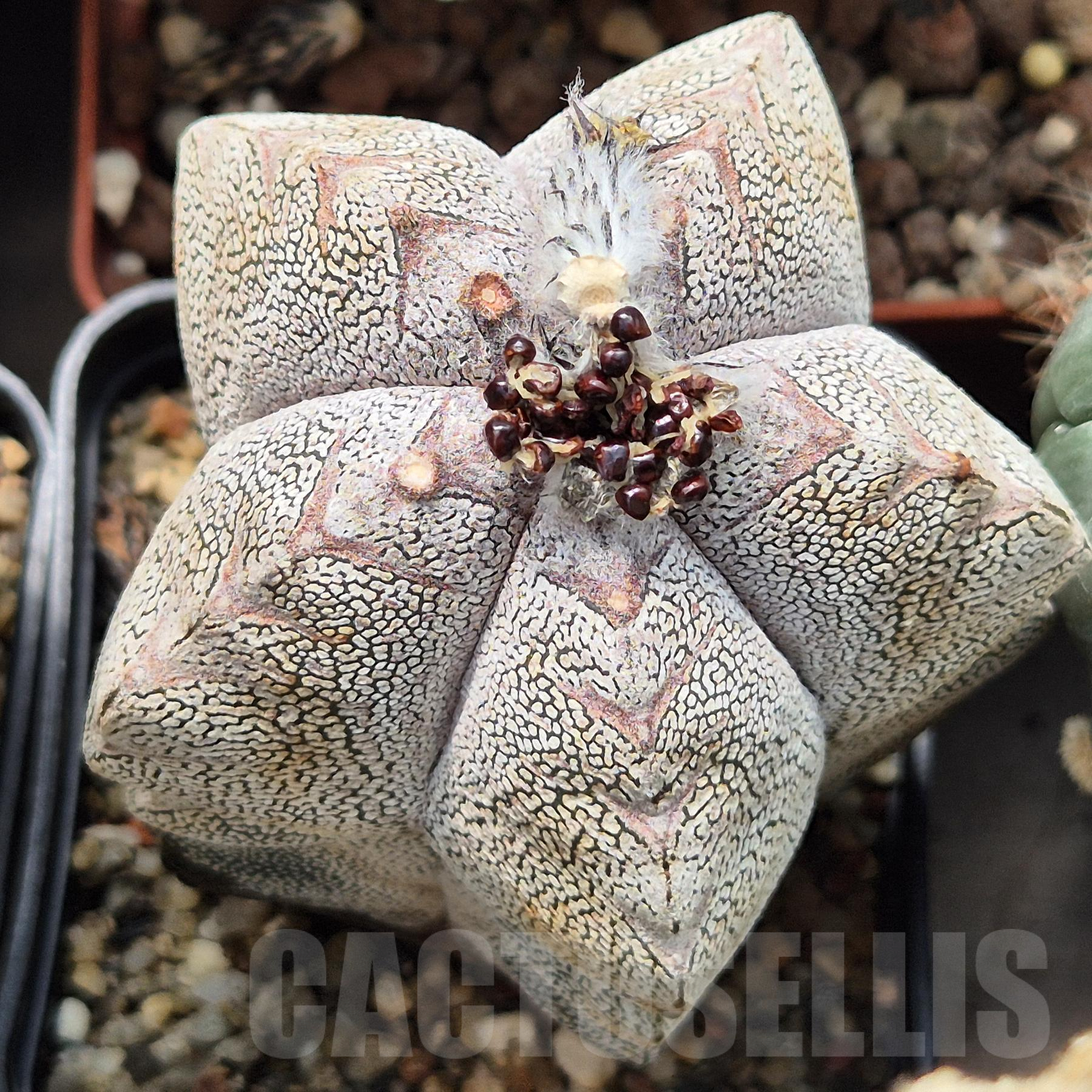 LOT847 10SEEDS Astrophytum myriostigma ‘Onzuka’ V-TYPE 2025 – Image 2