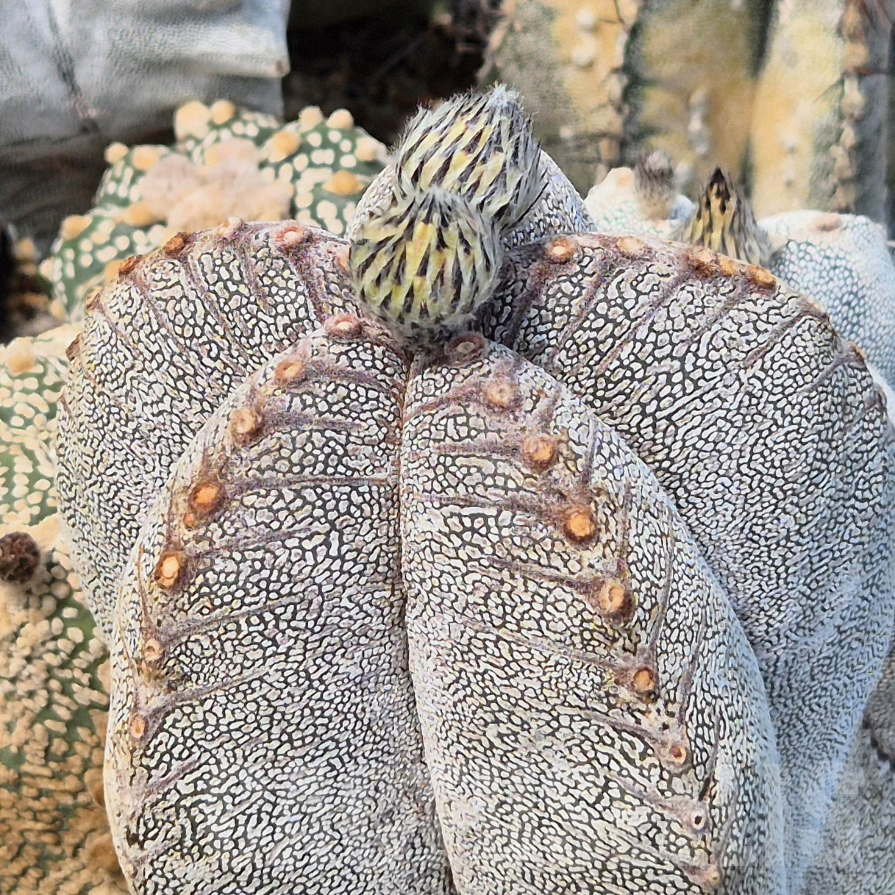 LOT847 10SEEDS Astrophytum myriostigma ‘Onzuka’ V-TYPE 2025 – Image 3
