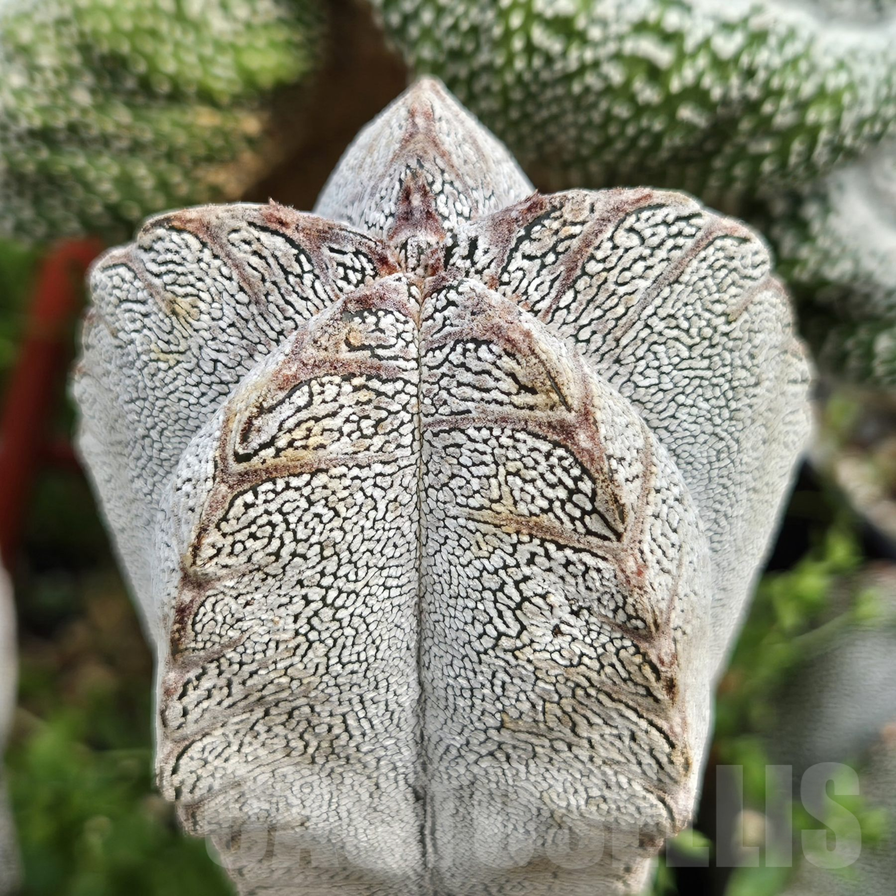 LOT847 10SEEDS Astrophytum myriostigma ‘Onzuka’ V-TYPE 2025 – Image 5