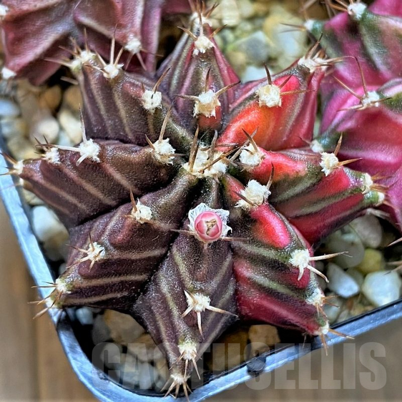 LOT835 20 SEEDS Gymnocalycium mihanovichii f. variegata NE47, 2024