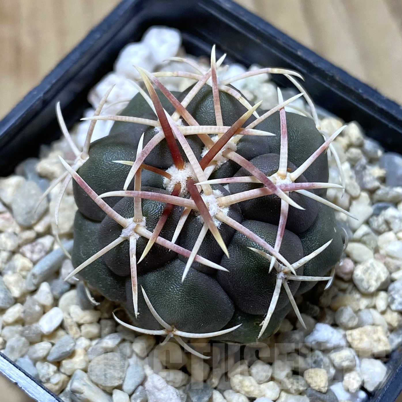SHPR41694 Thelocactus hexaedrophorus -Rio Verde-