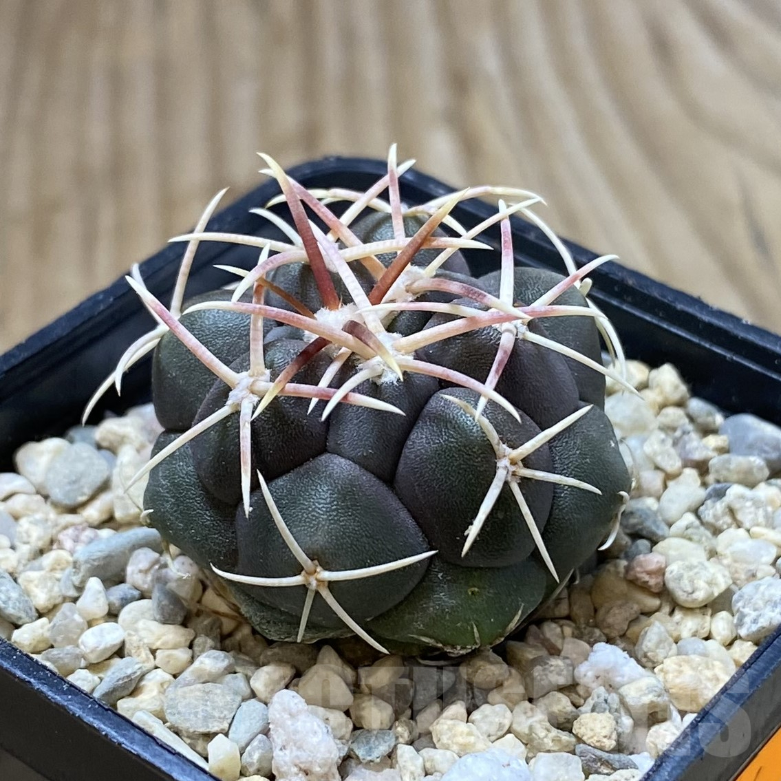 SHPR41694 Thelocactus hexaedrophorus -Rio Verde- - Obrázek 2