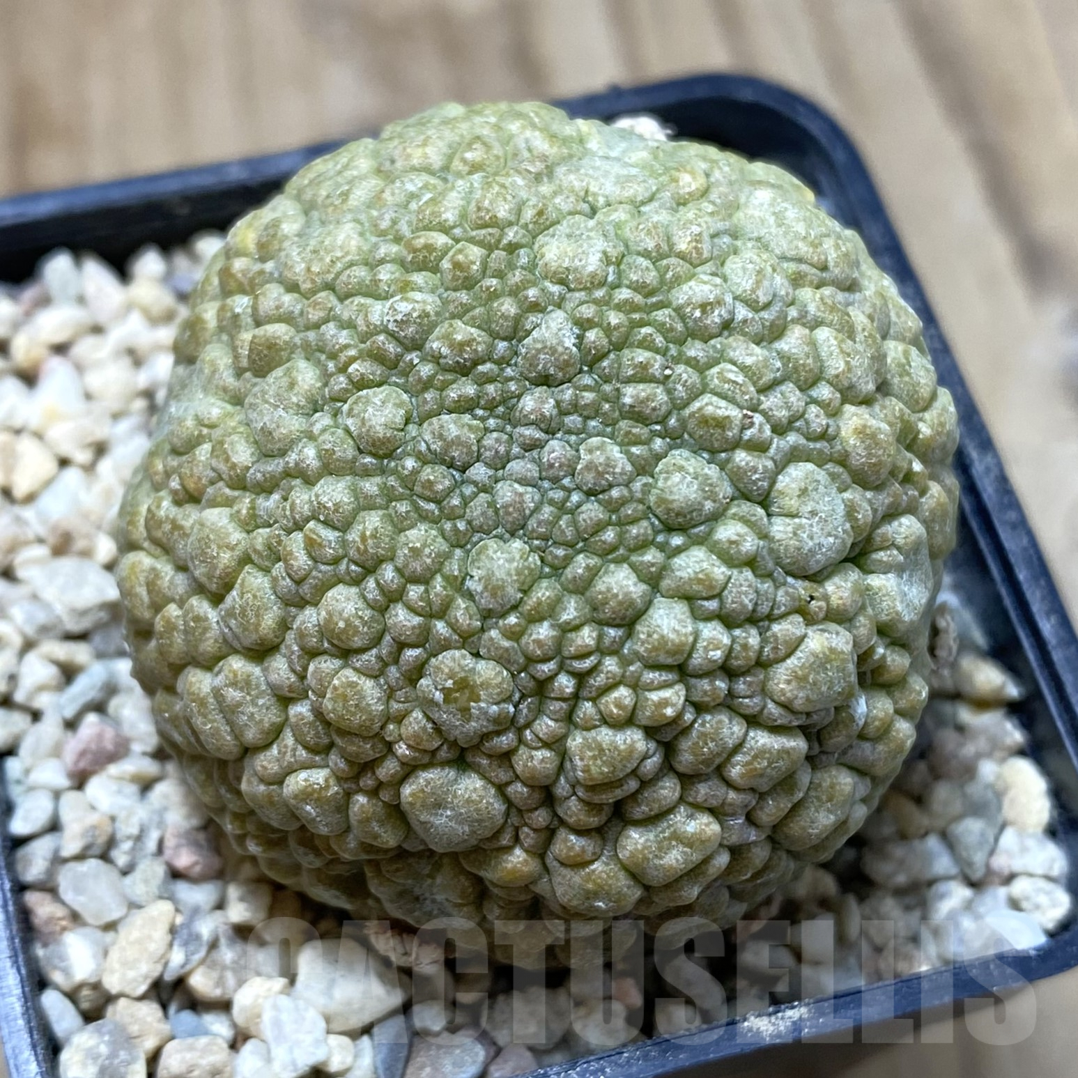 SHPR41696 Pseudolithos migiurtinus