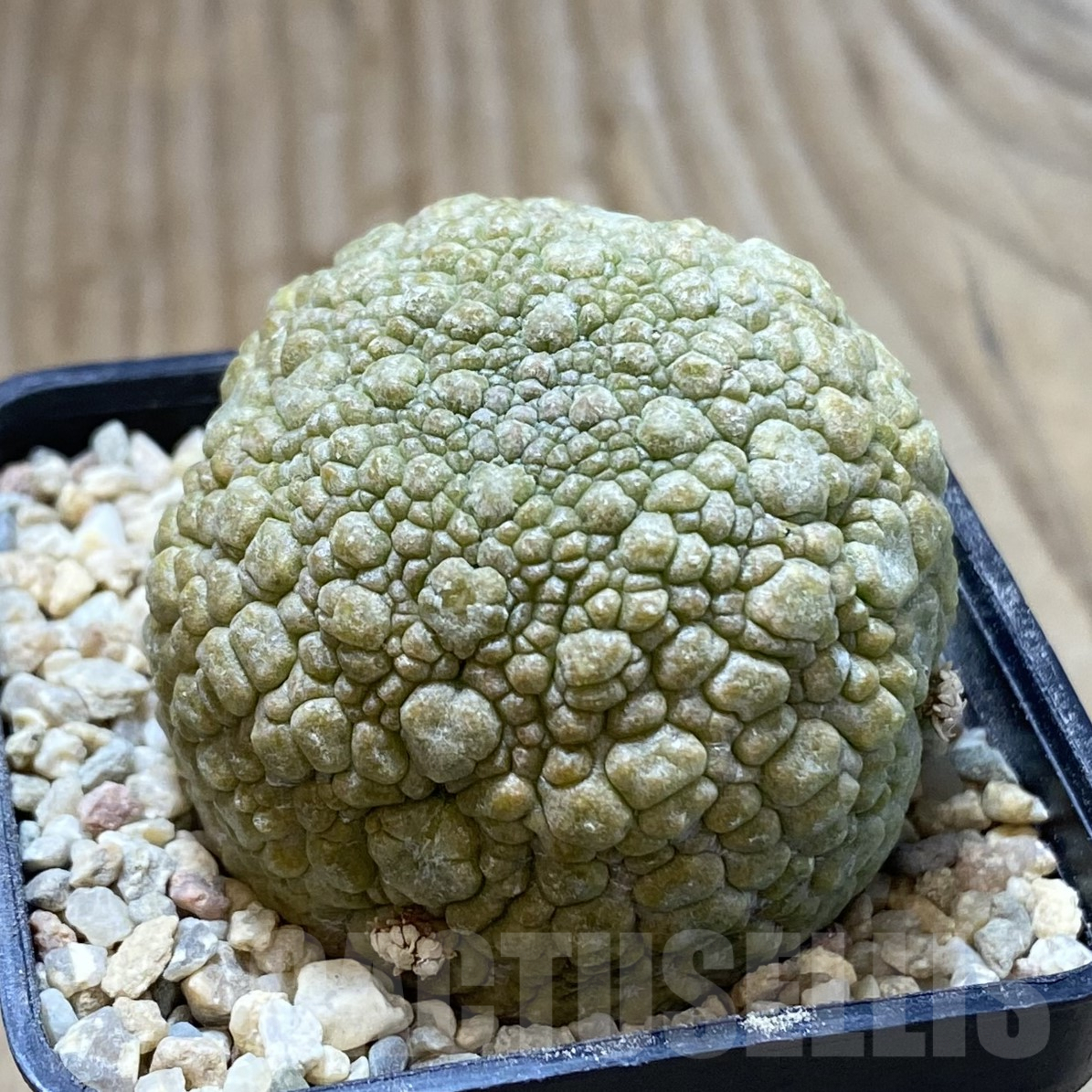 SHPR41696 Pseudolithos migiurtinus - Obrázek 2