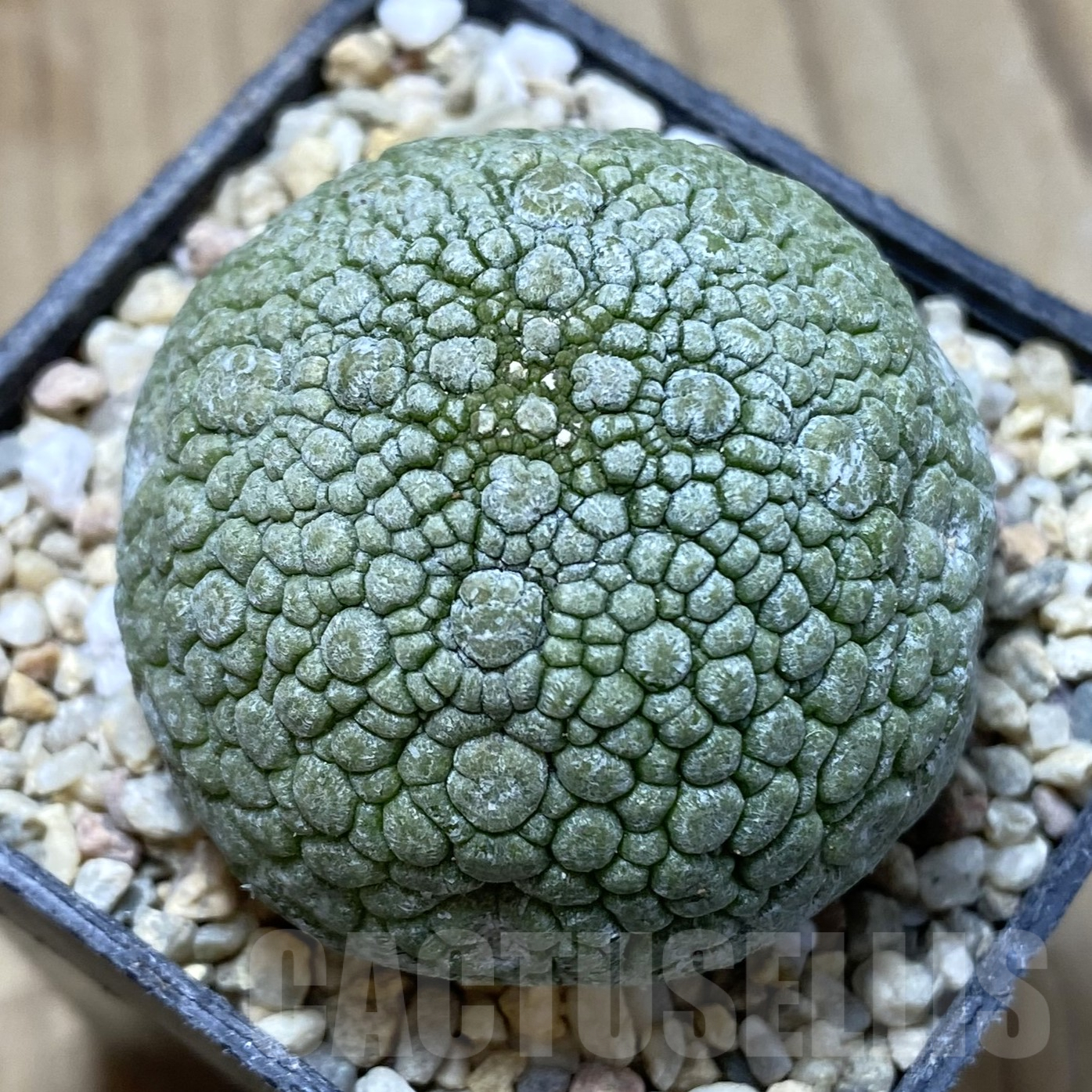 SHPR41697 Pseudolithos migiurtinus