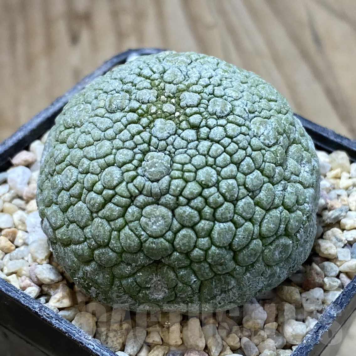 SHPR41697 Pseudolithos migiurtinus - Obrázek 2