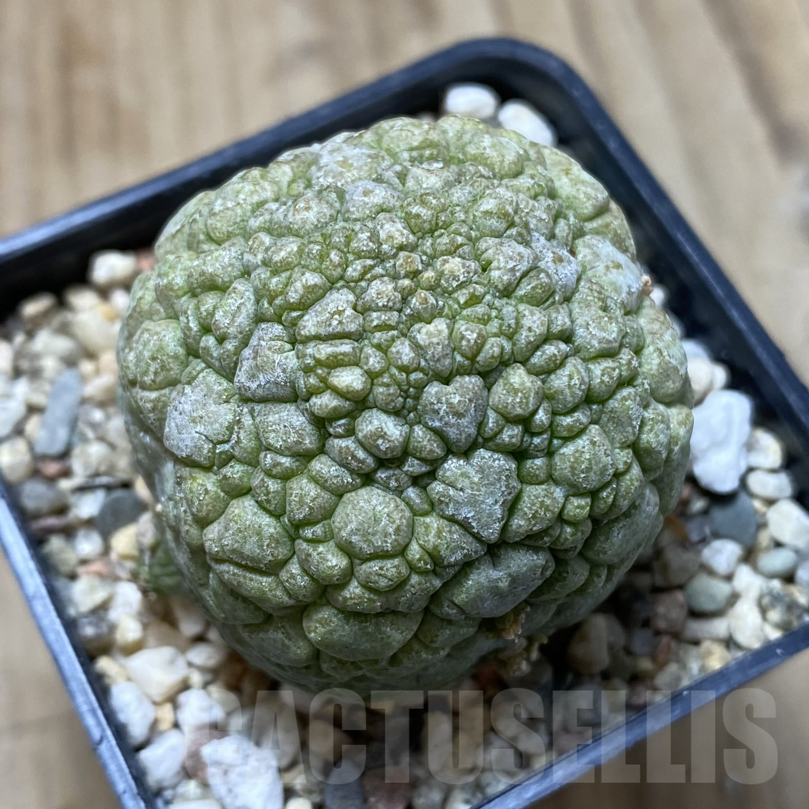 SHPR41698 Pseudolithos migiurtinus