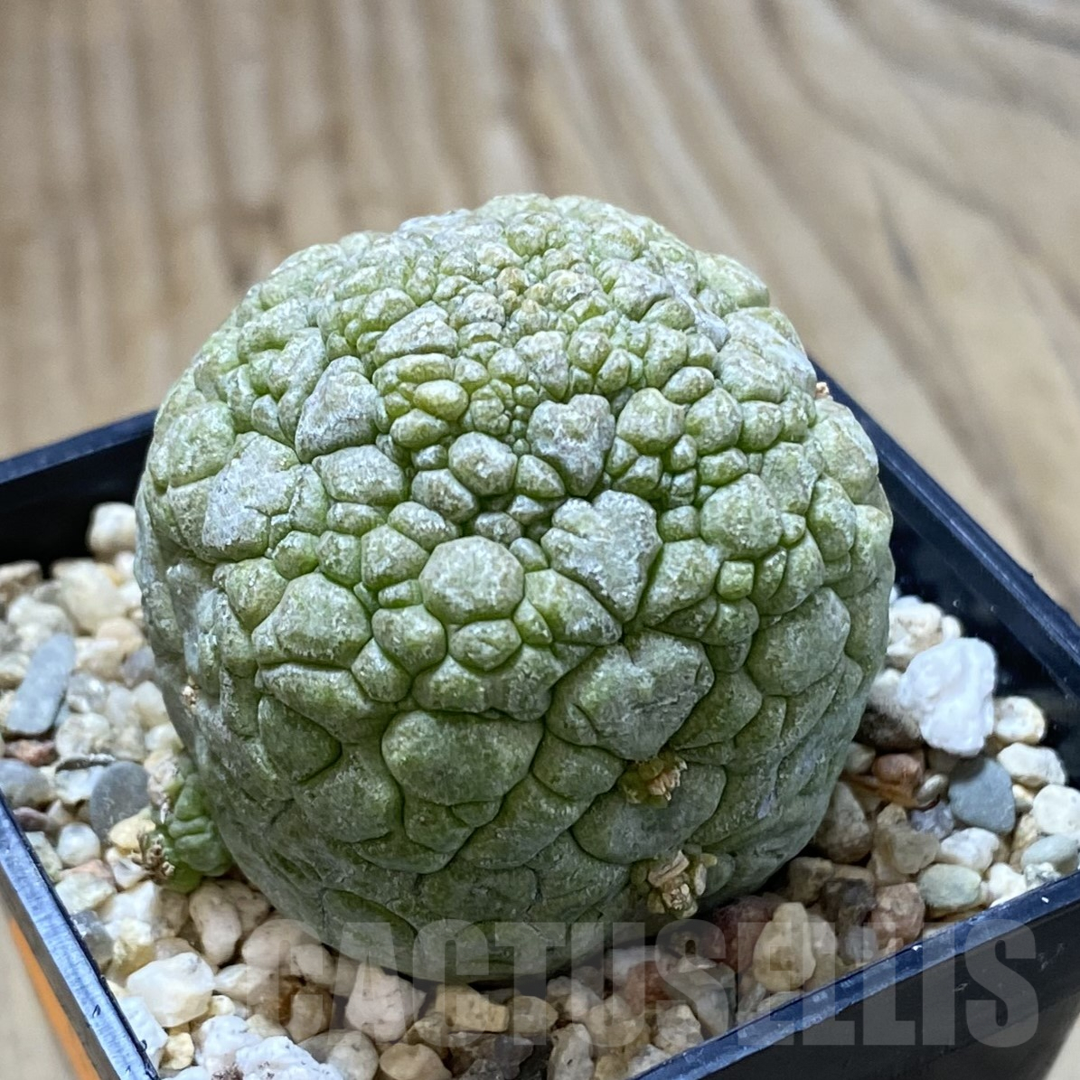 SHPR41698 Pseudolithos migiurtinus - Obrázek 2