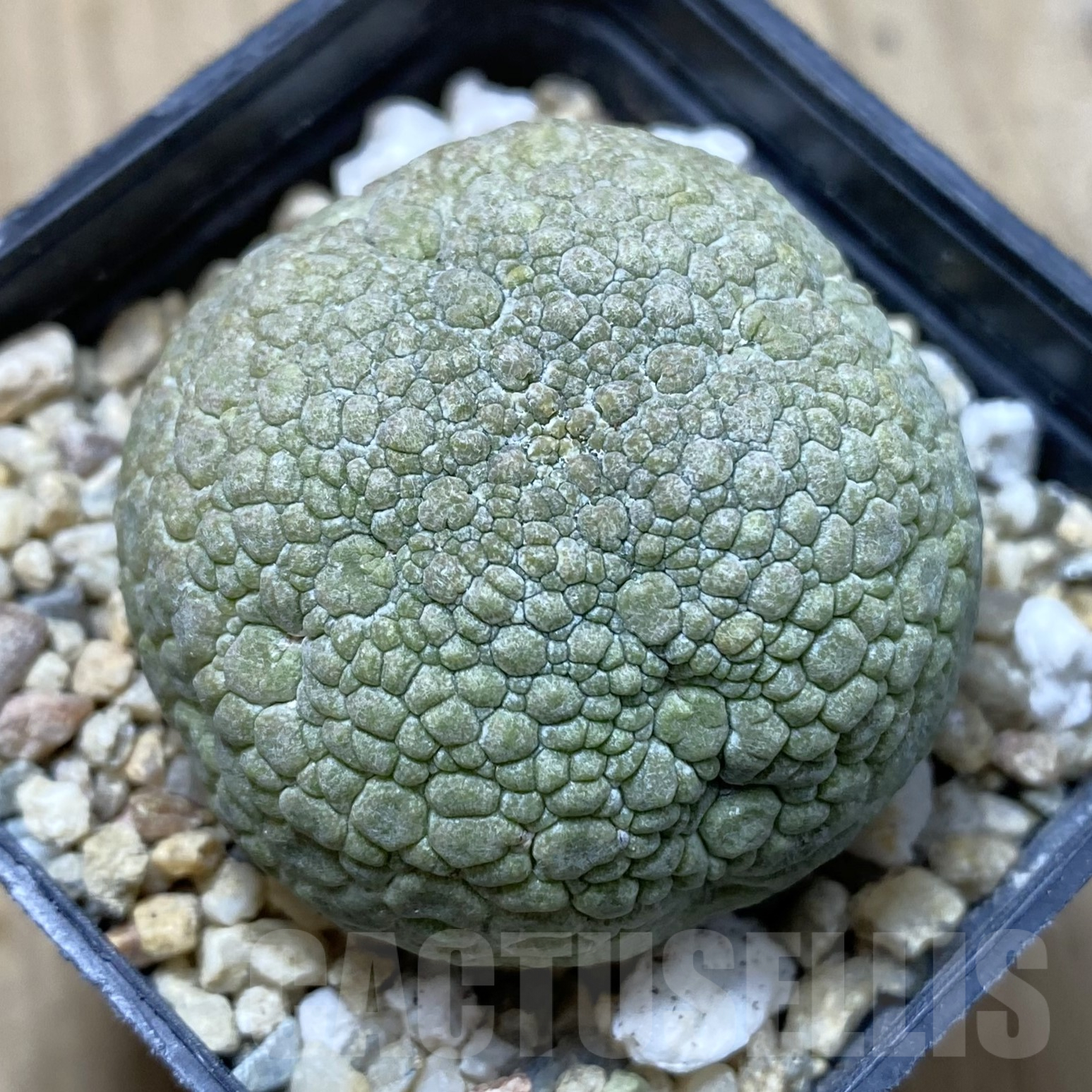 SHPR41699 Pseudolithos migiurtinus