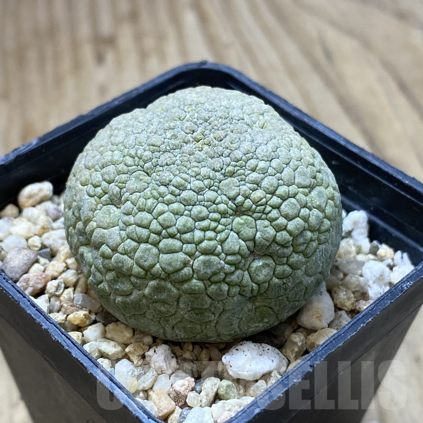 SHPR41699 Pseudolithos migiurtinus - Obrázek 2
