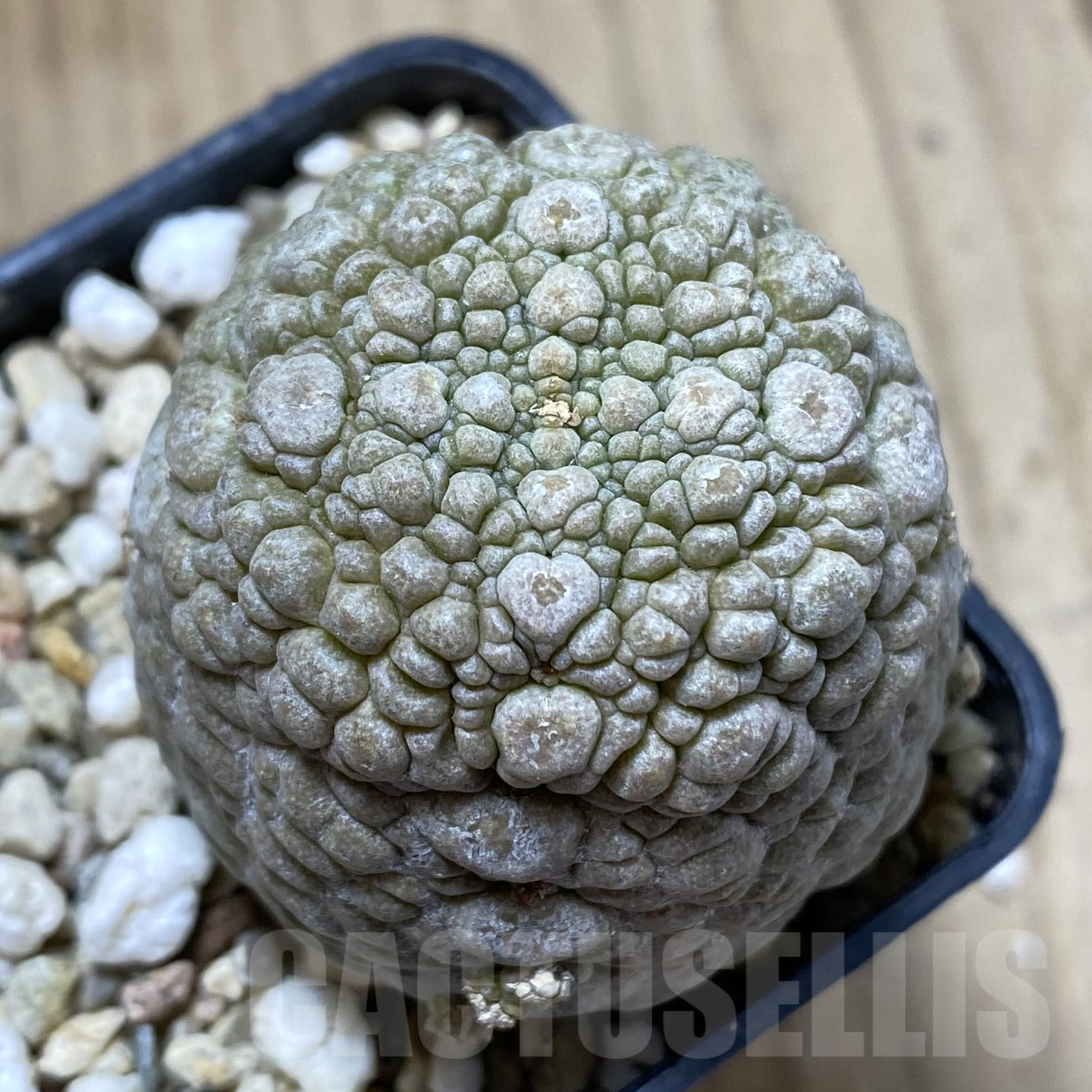 SHPR41700 Pseudolithos migiurtinus