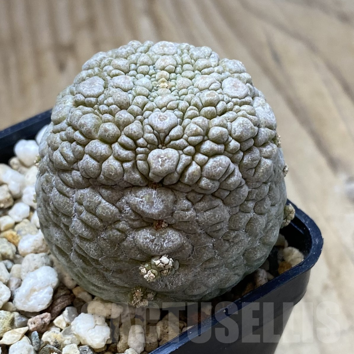 SHPR41700 Pseudolithos migiurtinus - Image 2