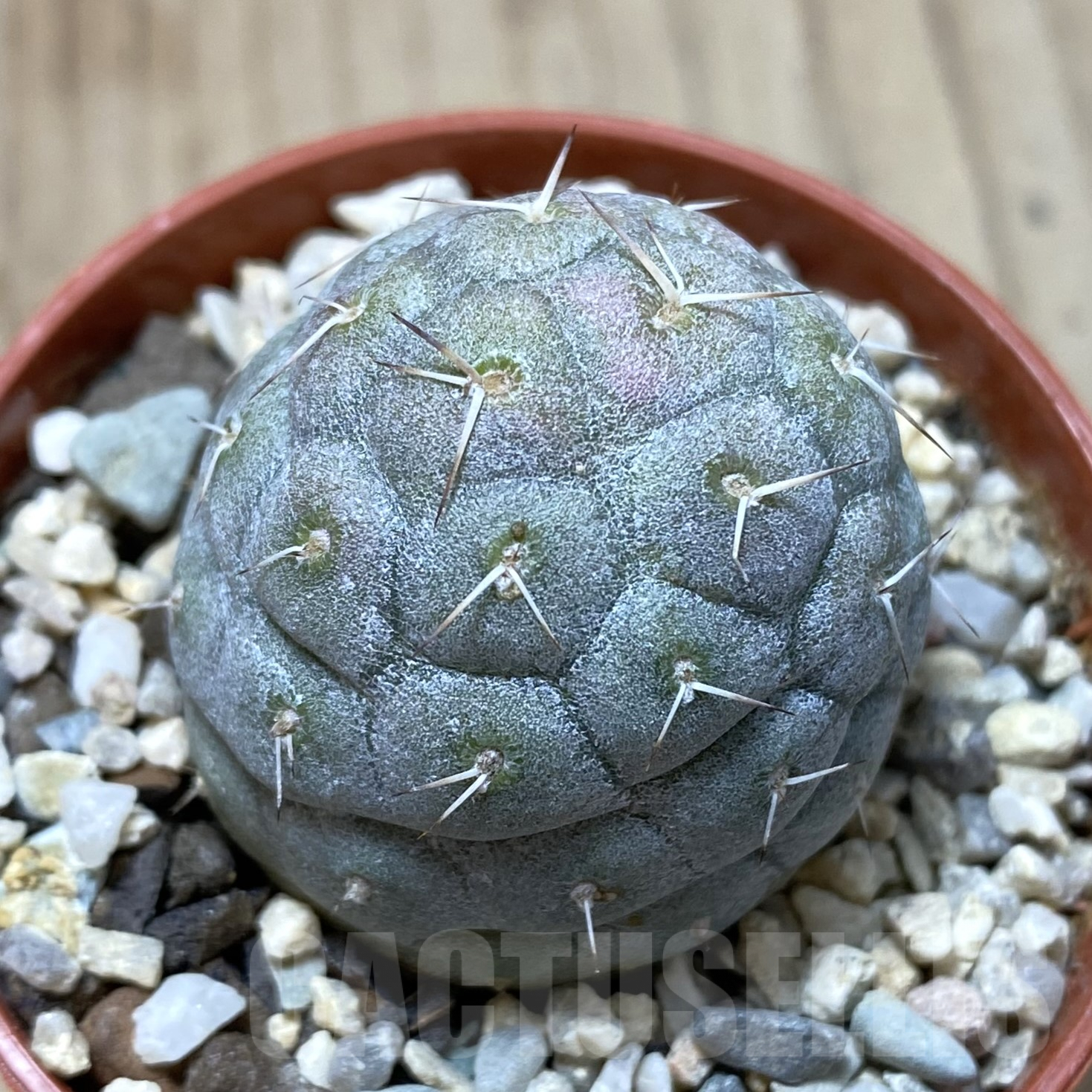 SHPR41701 Tephrocactus geometricus