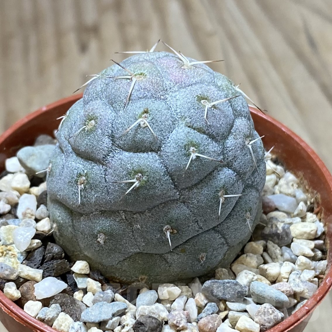 SHPR41701 Tephrocactus geometricus - Image 2