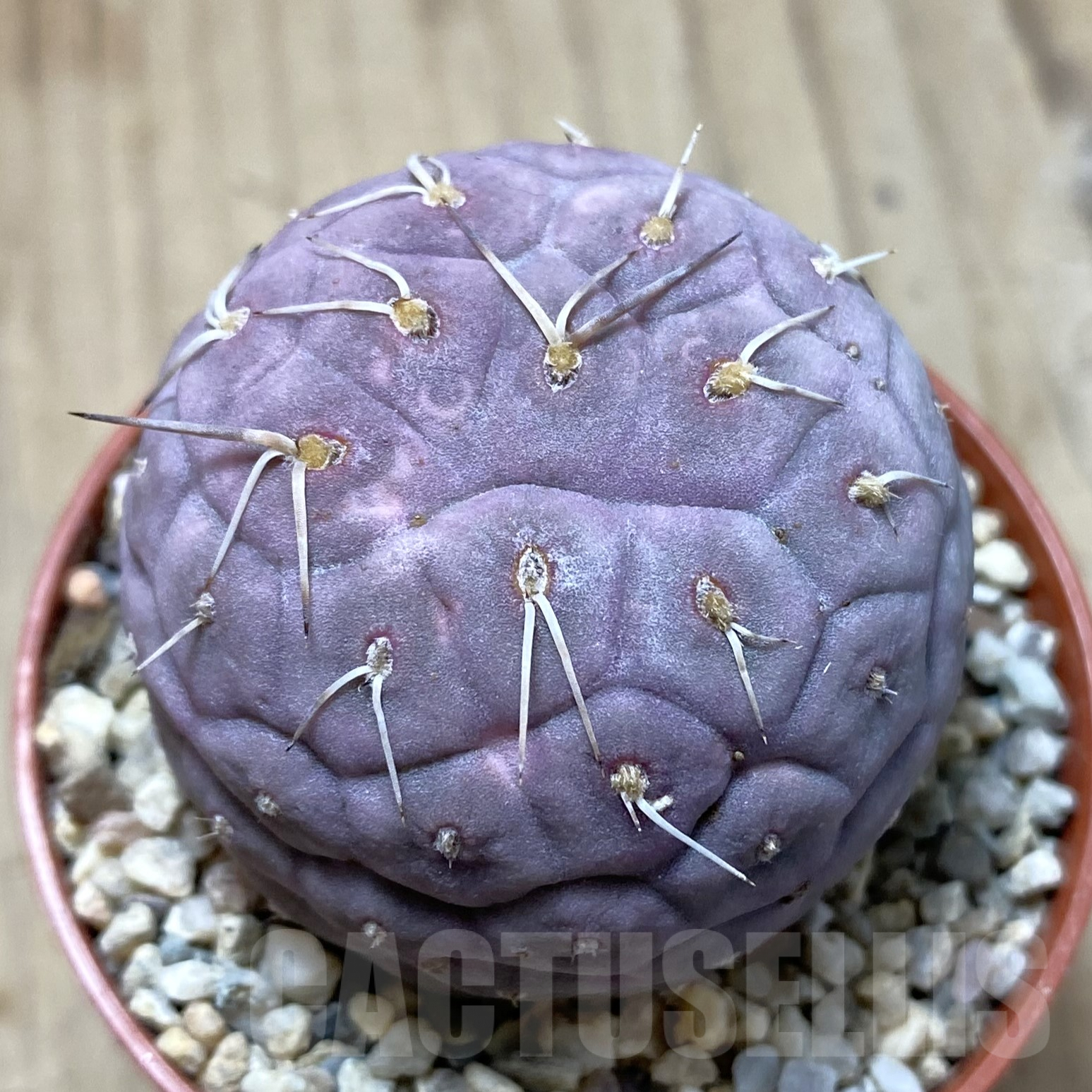 SHPR41702 Tephrocactus geometricus