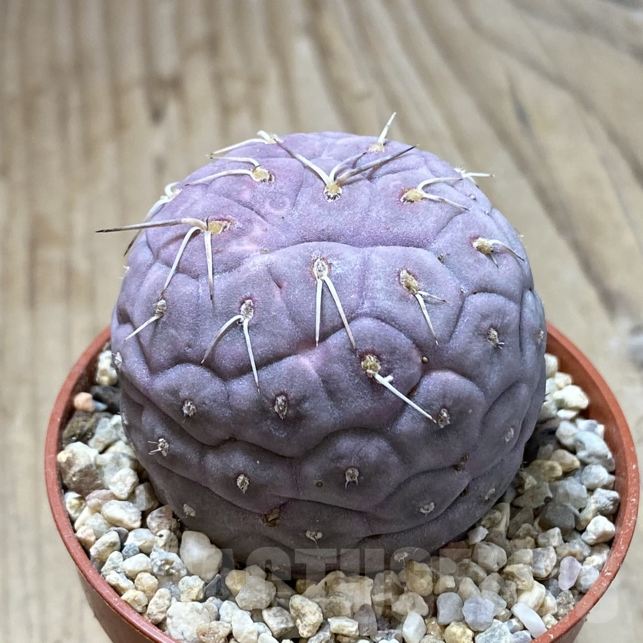 SHPR41702 Tephrocactus geometricus – Image 2