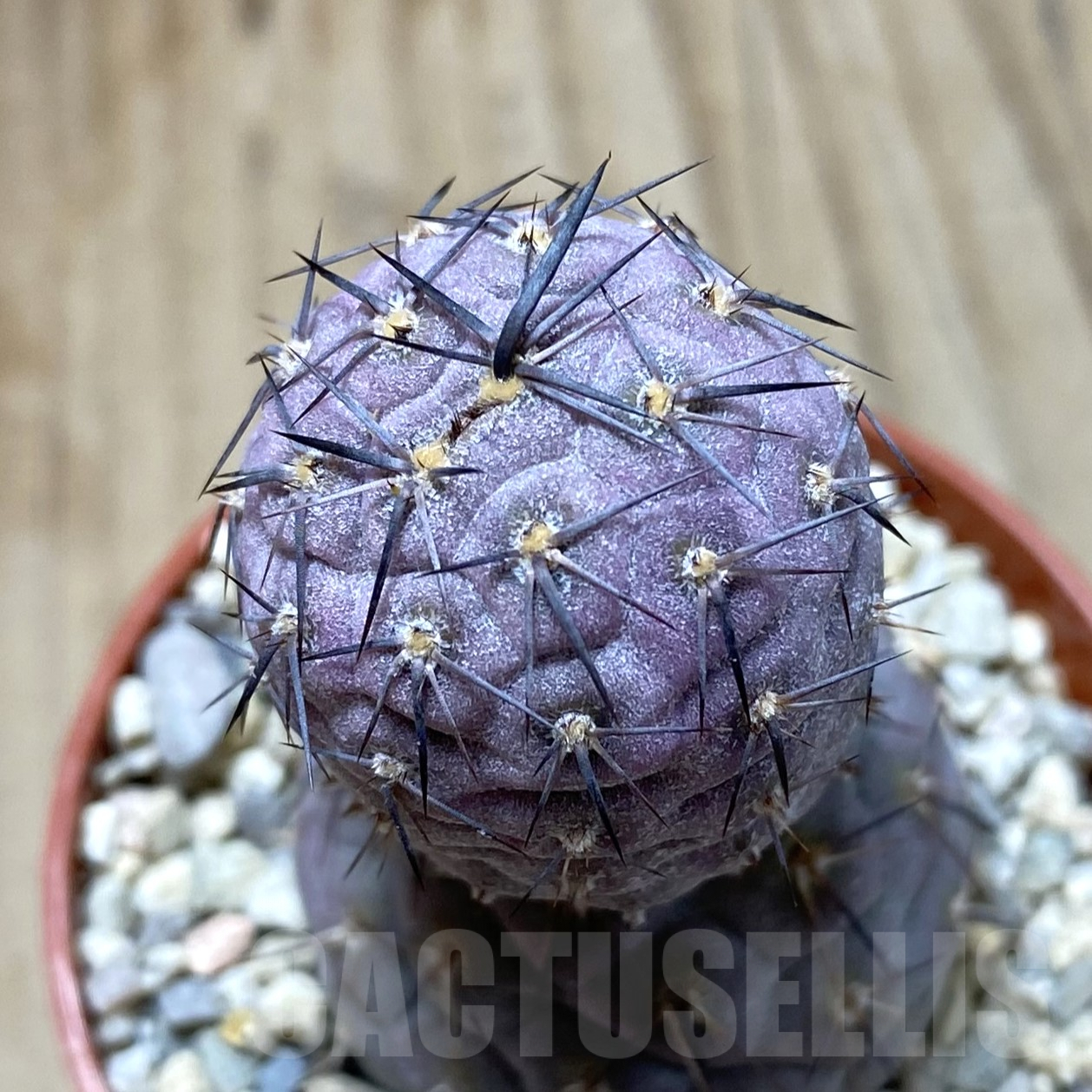 SHPR41704 Tephrocactus geometricus