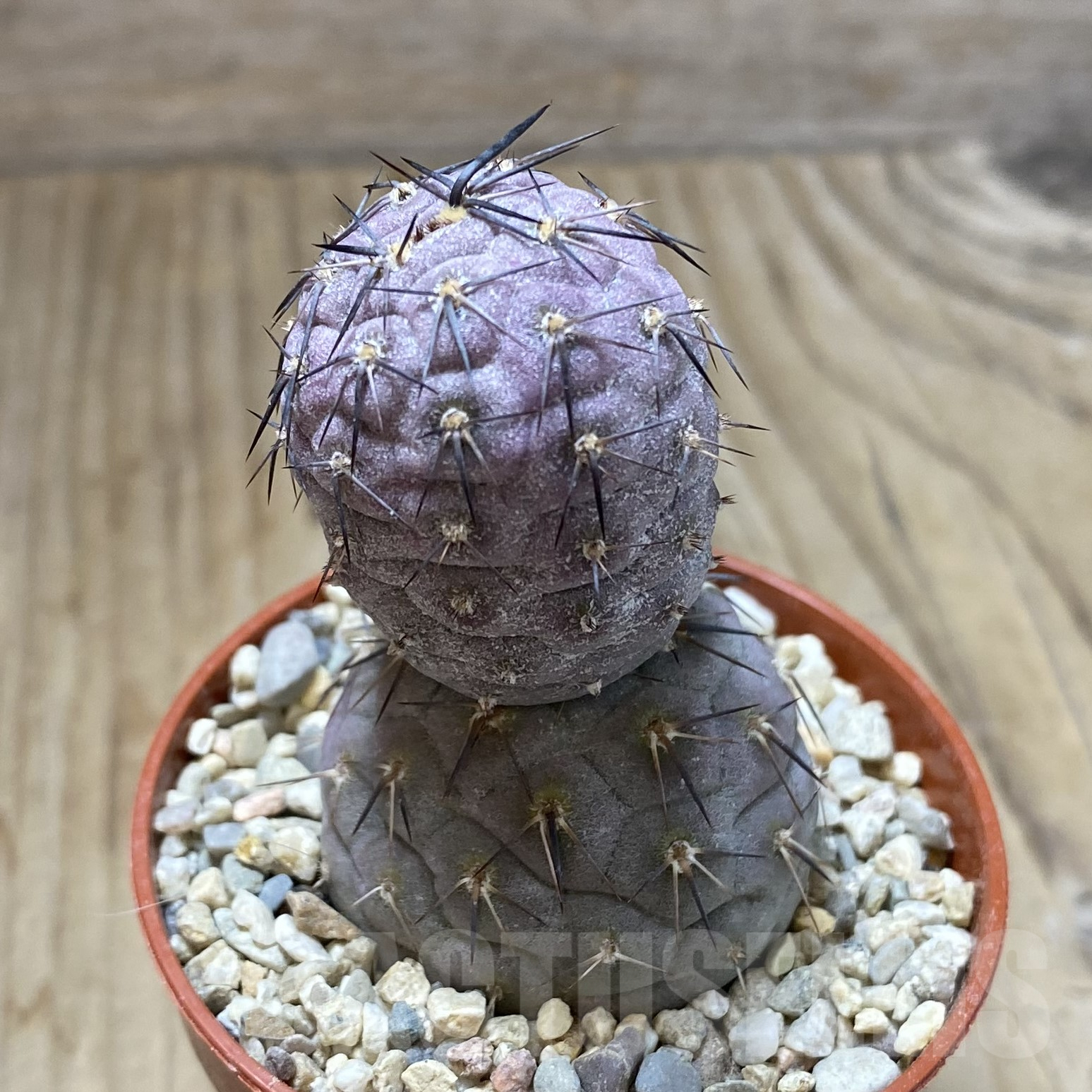 SHPR41704 Tephrocactus geometricus – Bild 2