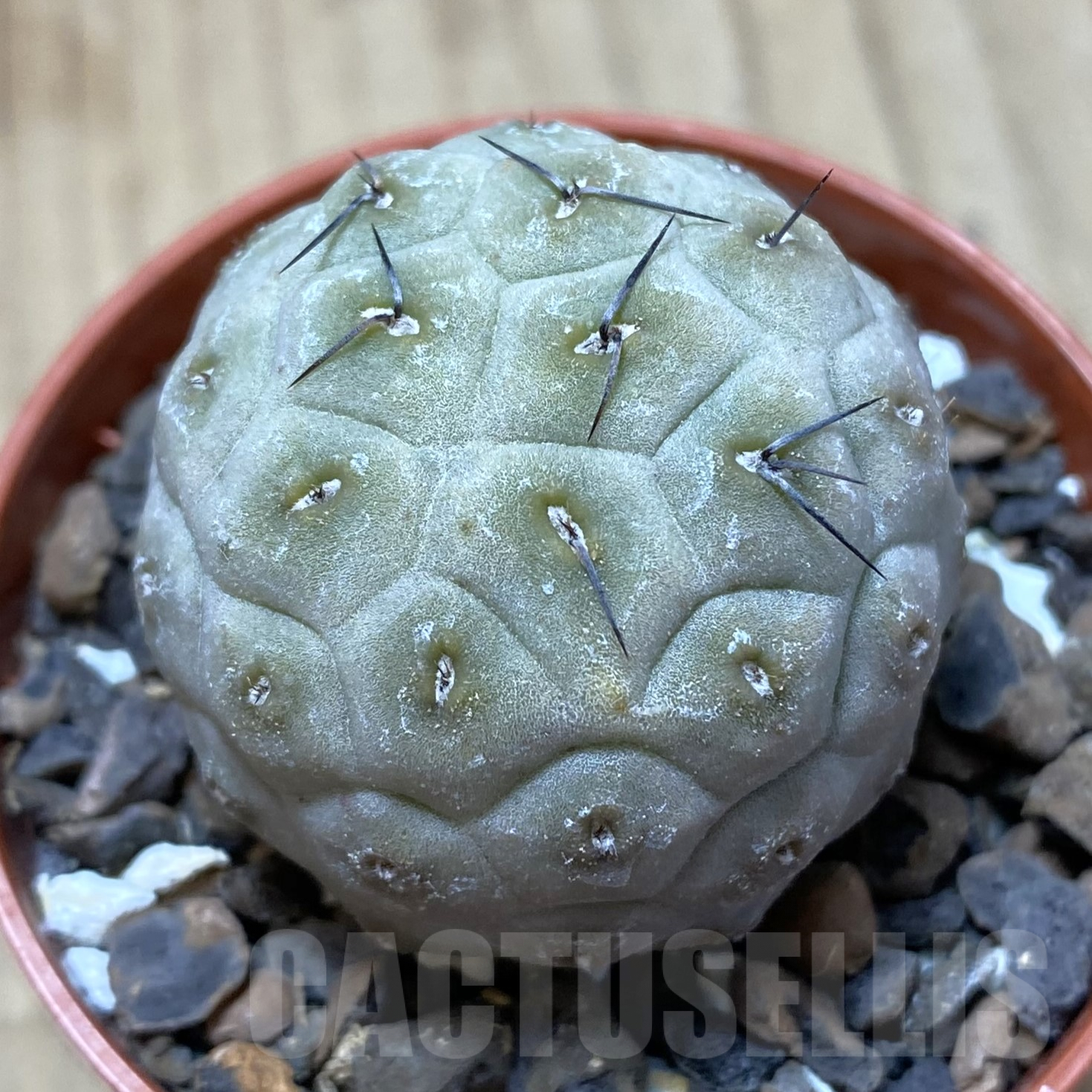 SHPR41705 Tephrocactus geometricus