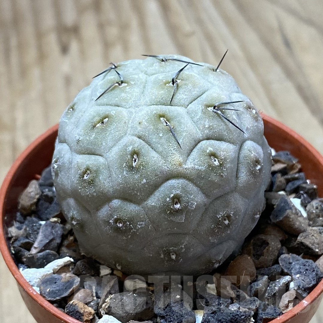 SHPR41705 Tephrocactus geometricus - Image 2