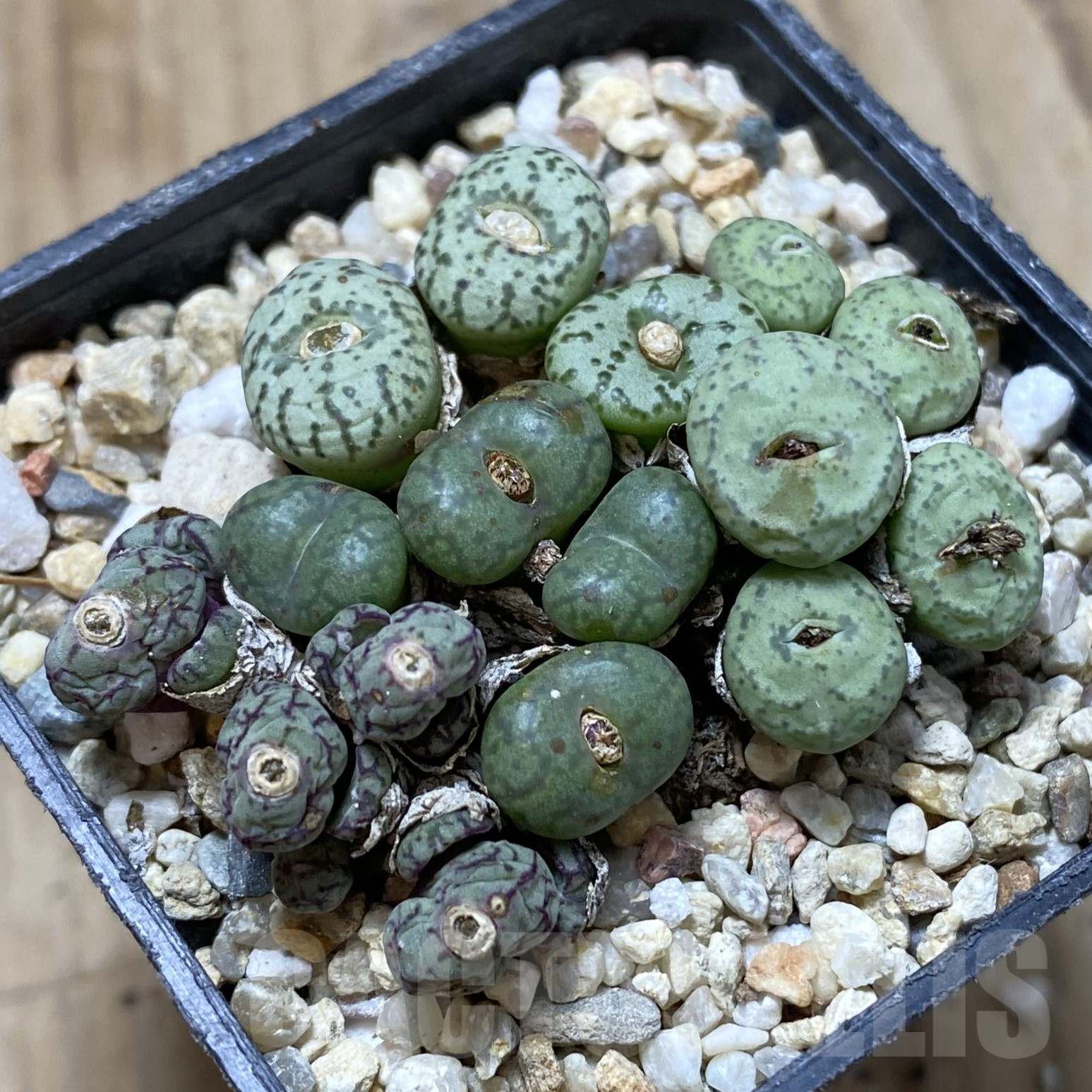 SHPR41708 Conophytum obcordellum mix, seedling