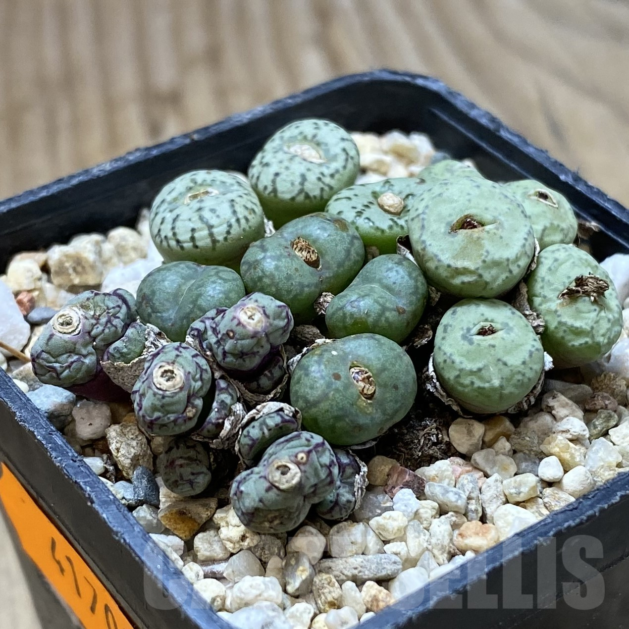 SHPR41708 Conophytum obcordellum mix, seedling - Image 2