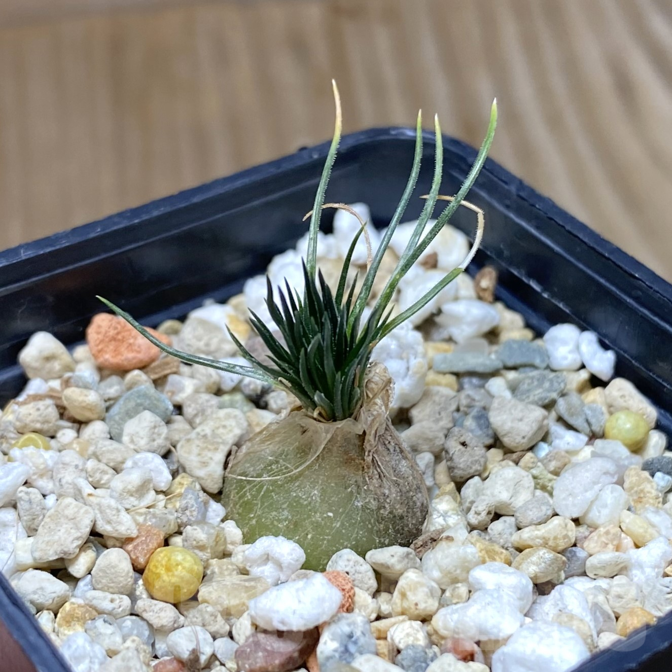 SHPR41709 Ornithogalum sardienii mini form