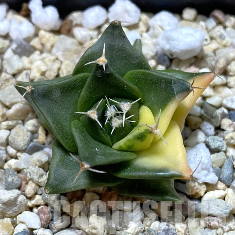 SH2476 Obregonia denegrii f. variegata