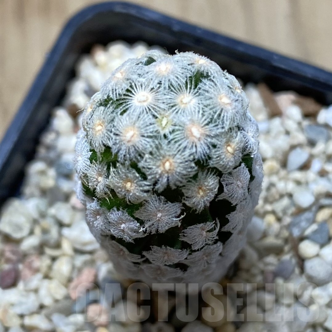 SHPR41715 Mammillaria theresae