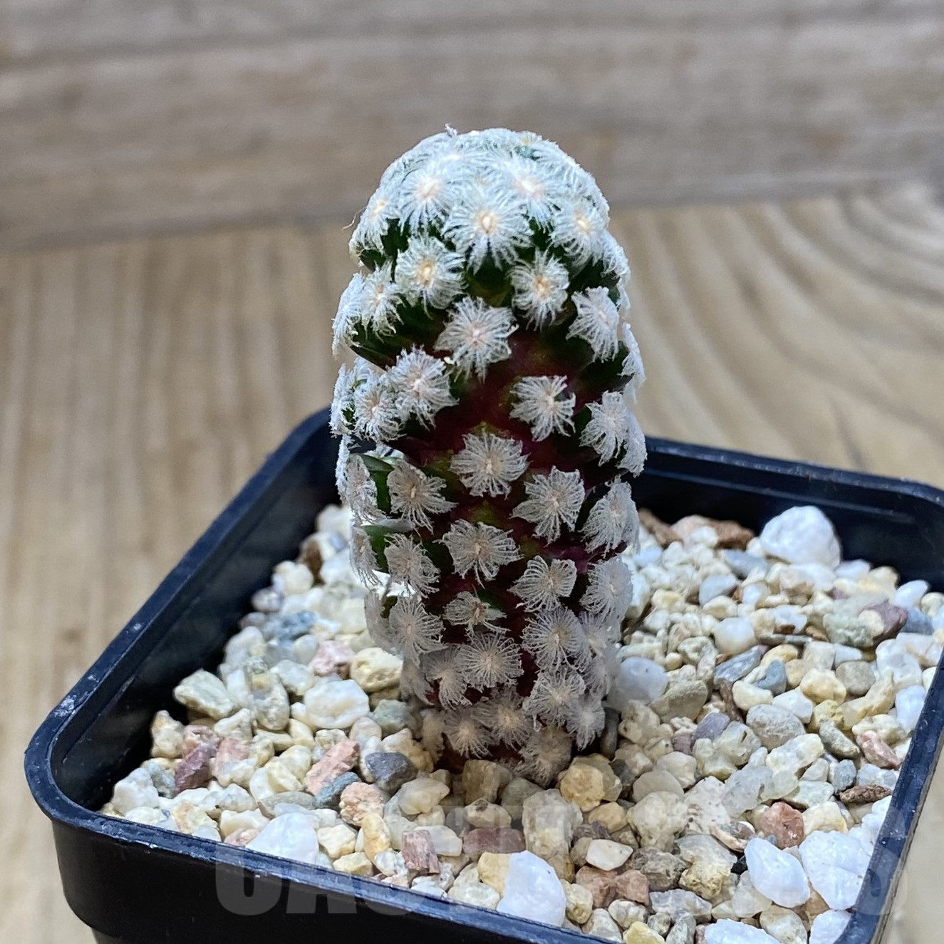 SHPR41715 Mammillaria theresae – Image 2