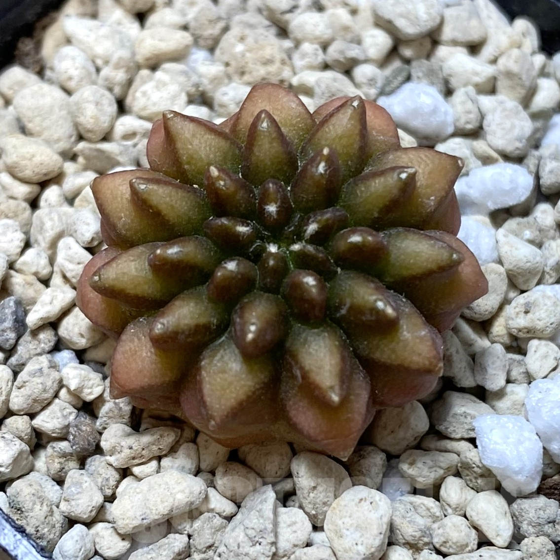 SHPR41718 Gymnocalycium mihanovichii ‘inermis’