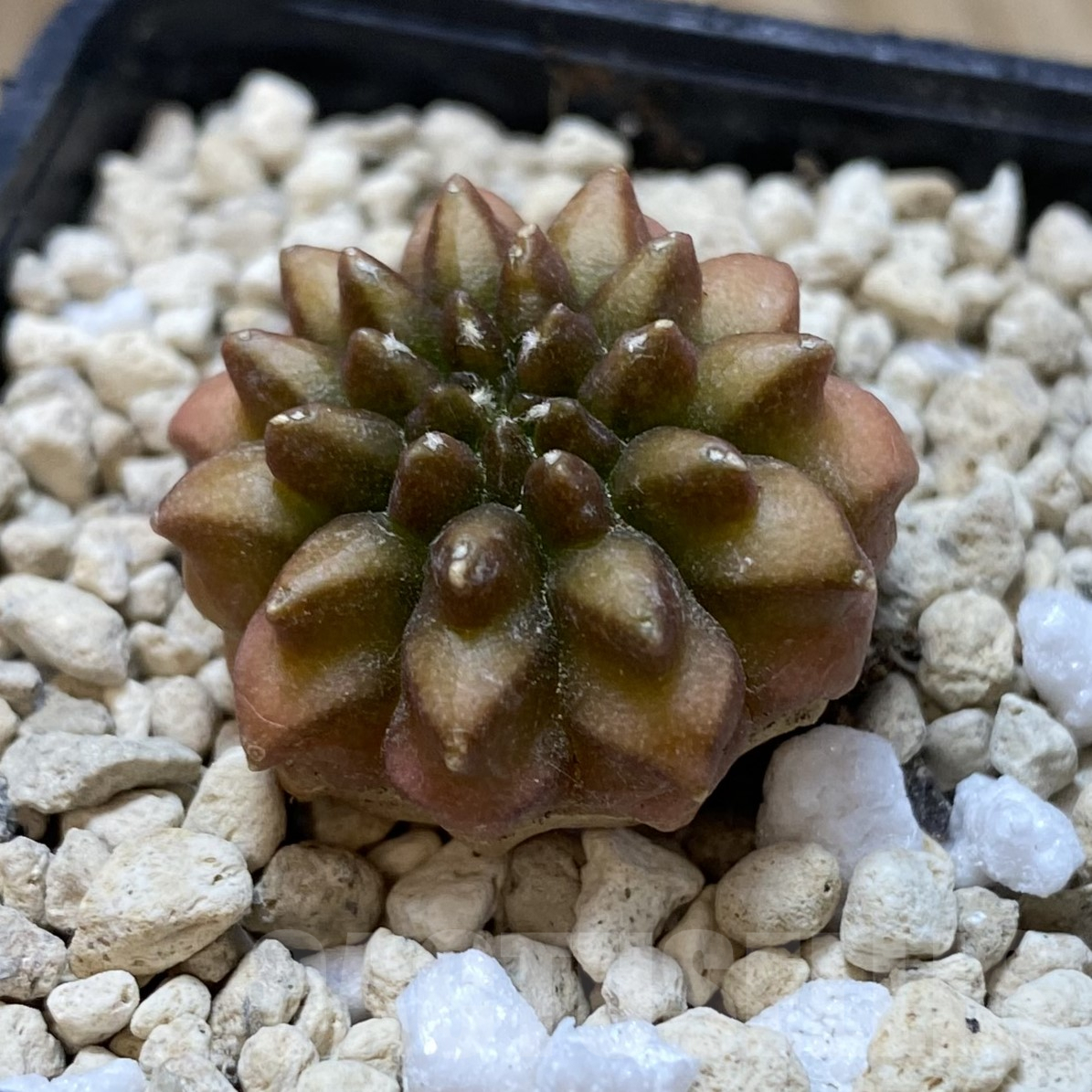 SHPR41718 Gymnocalycium mihanovichii ‘inermis’ - 画像 (2)