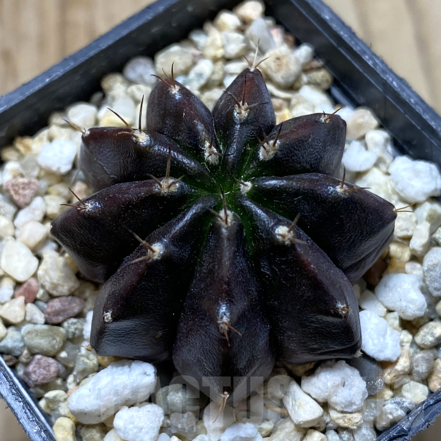 SHPR41723 Gymnocalycium mihanovichii ‘Black Widow’