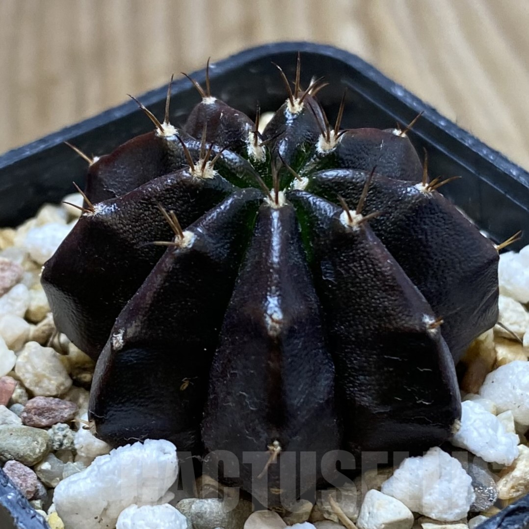 SHPR41723 Gymnocalycium mihanovichii ‘Black Widow’ - 画像 (2)