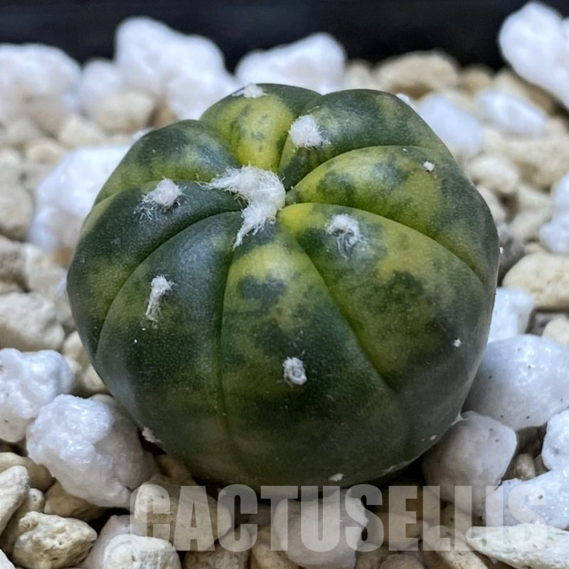 SH2482 Astrophytum asterias 'Red Purple Skin' f. variegata