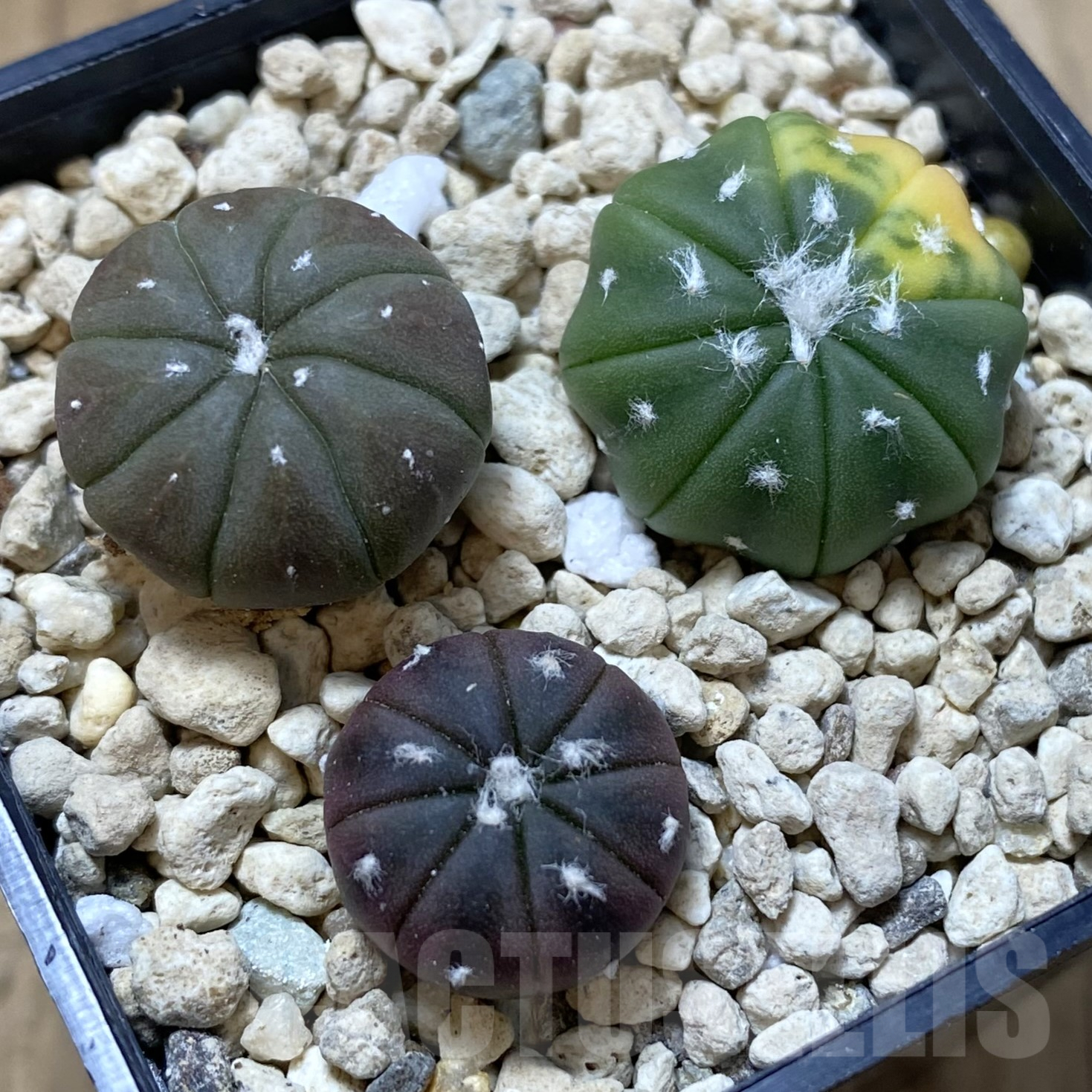 SHPR41727 Astrophytum asterias 'Red Purple Skin' f. variegata, 3 plants