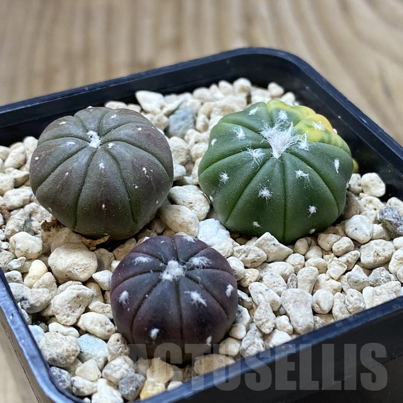 SHPR41727 Astrophytum asterias 'Red Purple Skin' f. variegata, 3 plants - Image 2
