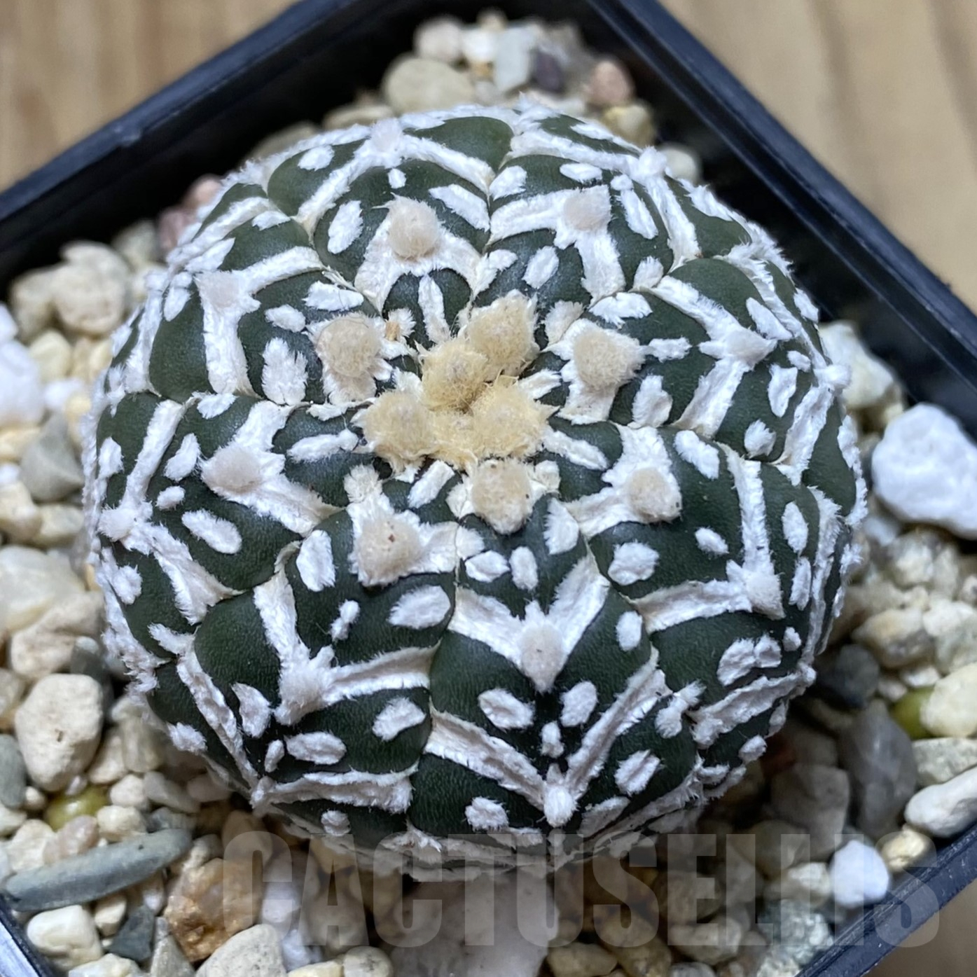SHPR41734 Astrophytum asterias ‘Super Kabuto’ V-type f. nudum