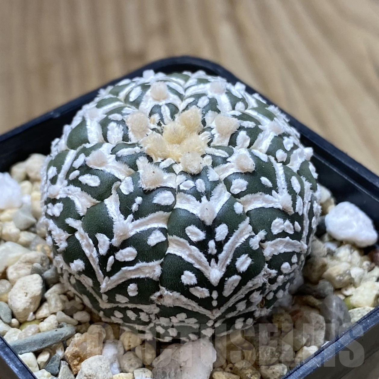 SHPR41734 Astrophytum asterias ‘Super Kabuto’ V-type f. nudum - Зображення 2