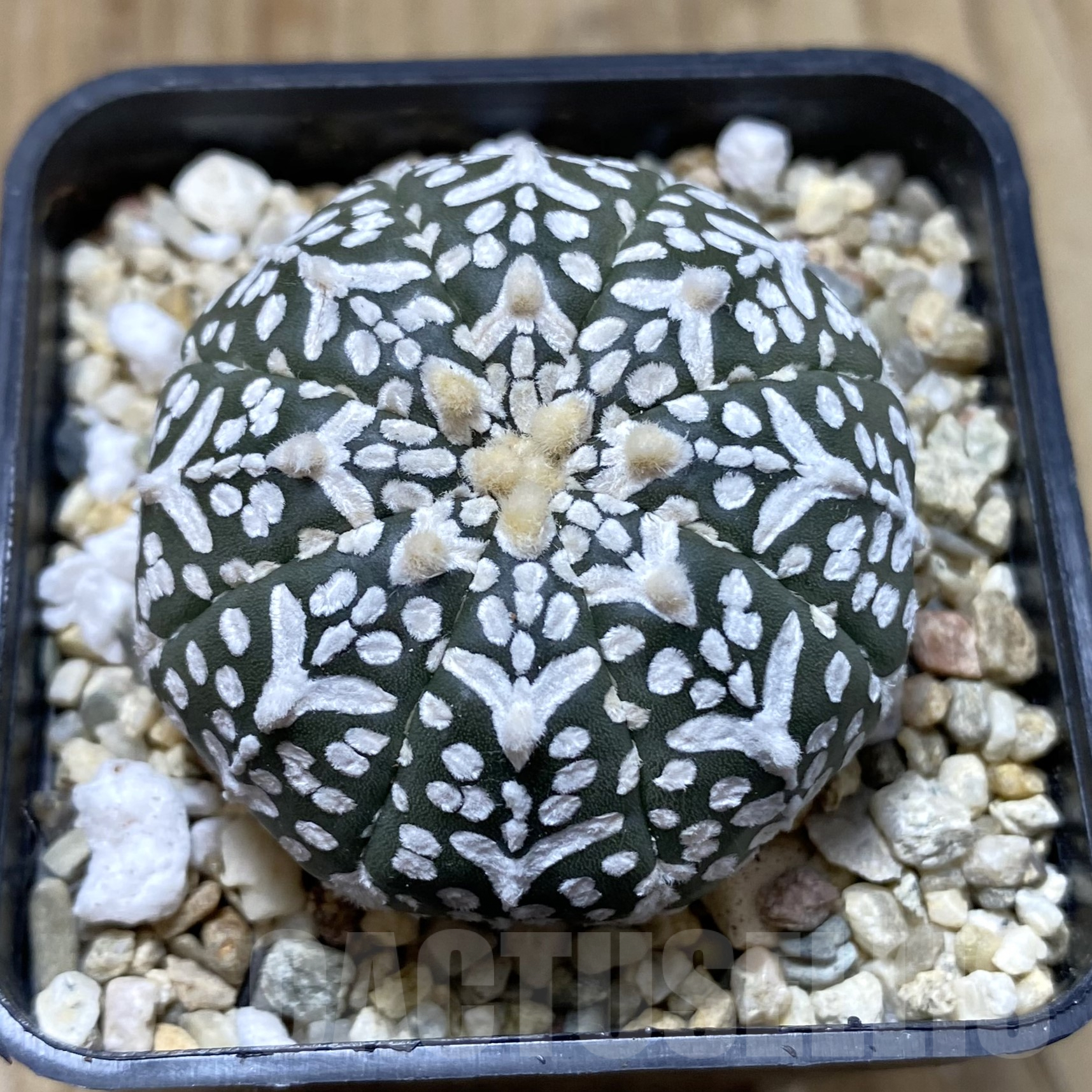 SHPR41735 Astrophytum asterias ‘Super Kabuto’ V-type f. nudum