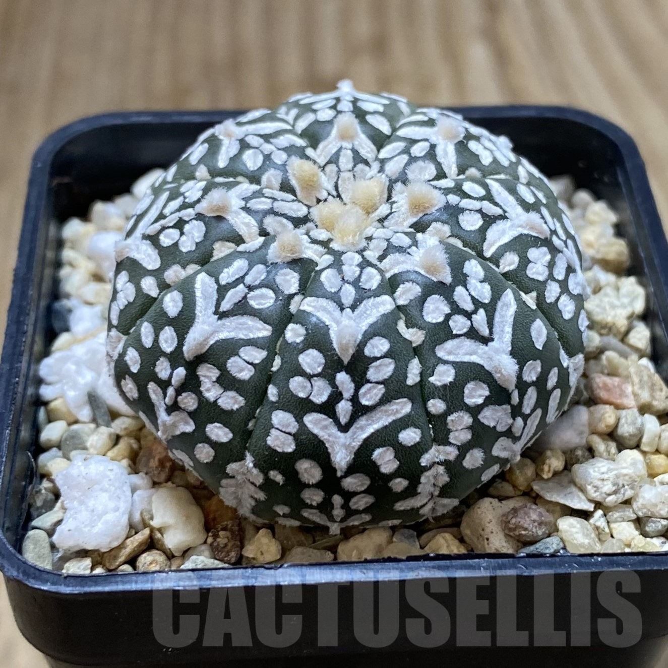 SHPR41735 Astrophytum asterias ‘Super Kabuto’ V-type f. nudum - Зображення 2