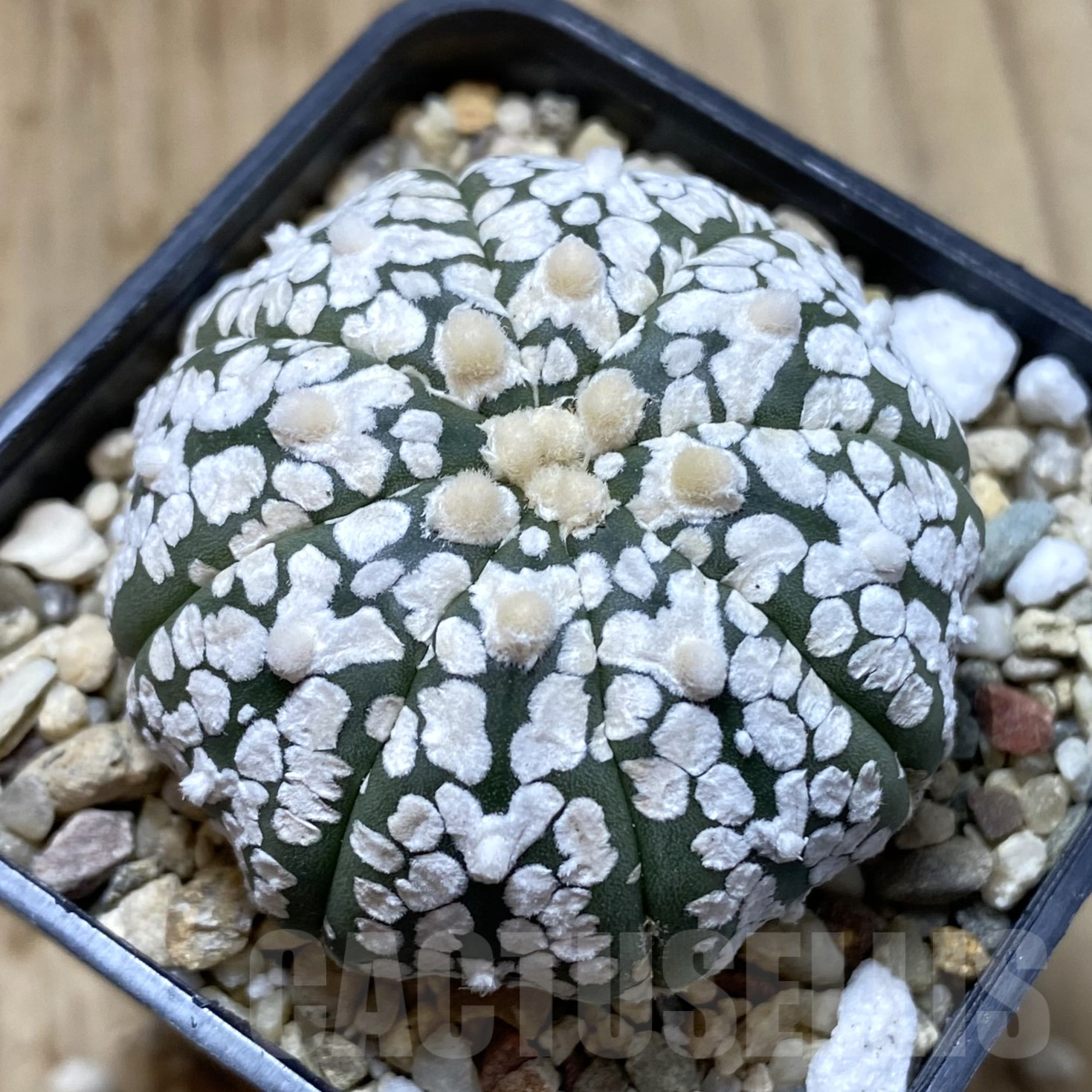 SHPR41736 Astrophytum asterias ‘Super Kabuto’ V-type