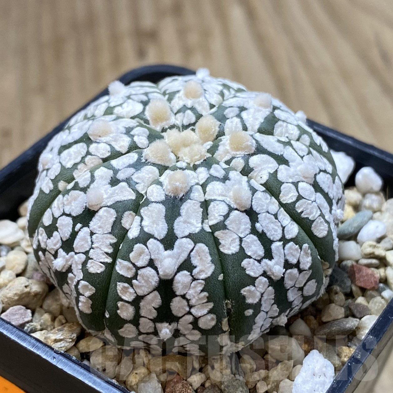 SHPR41736 Astrophytum asterias ‘Super Kabuto’ V-type - Зображення 2