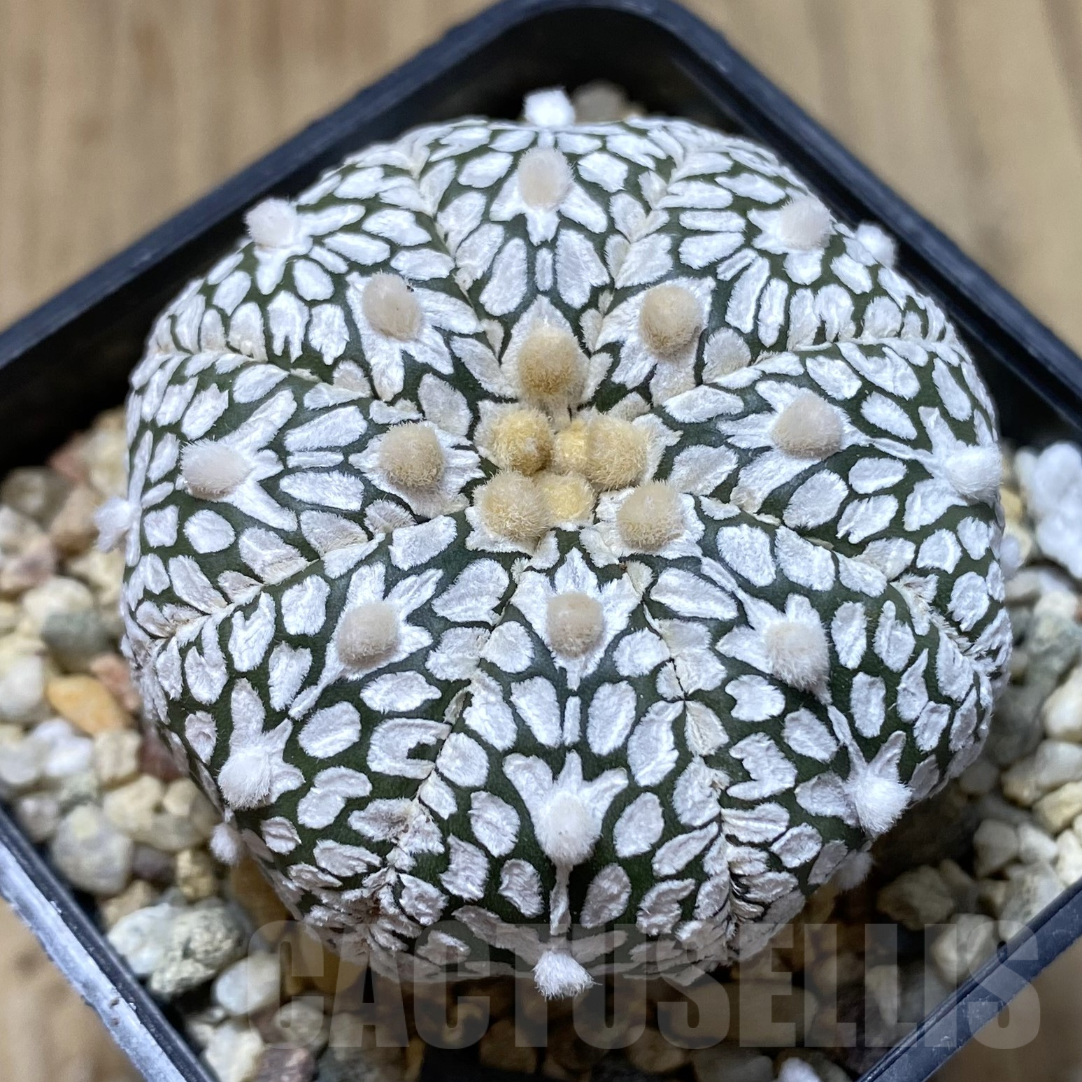 SHPR41740 Astrophytum asterias ‘Super Kabuto’ V-type