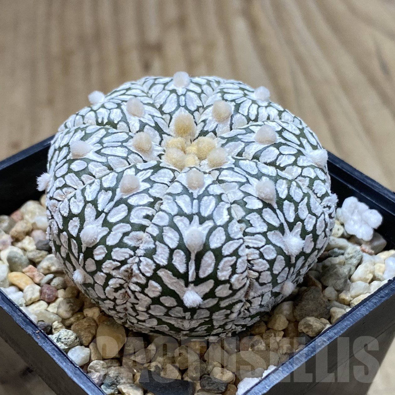 SHPR41740 Astrophytum asterias ‘Super Kabuto’ V-type – Image 2