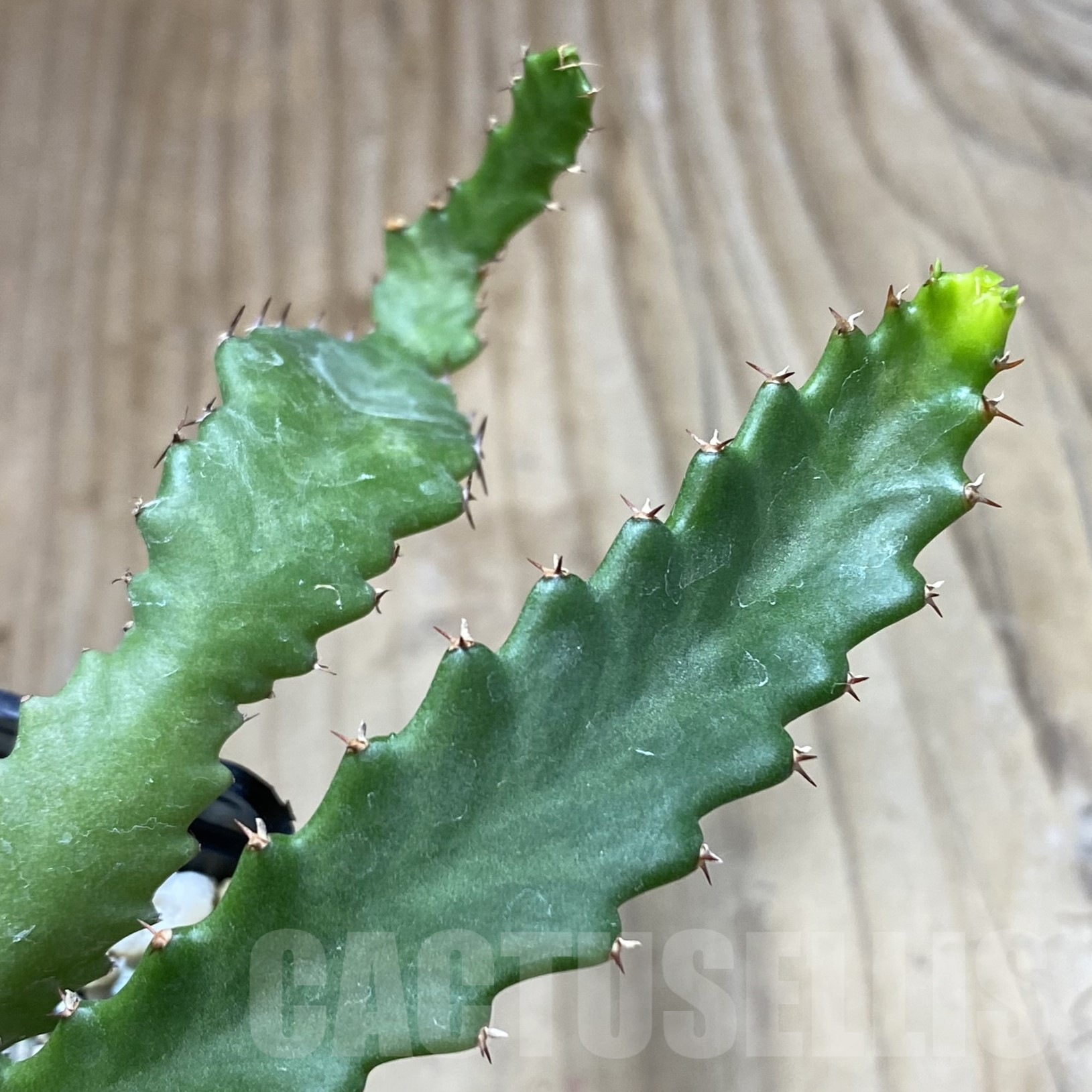 SHPR41741 Euphorbia stellata