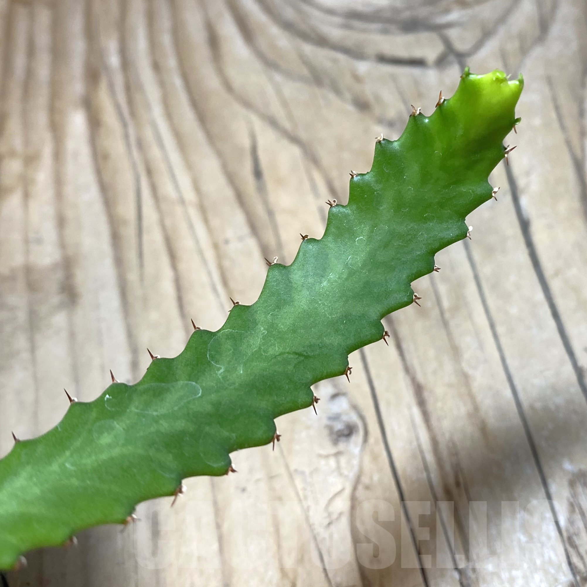 SHPR41741 Euphorbia stellata – Image 2