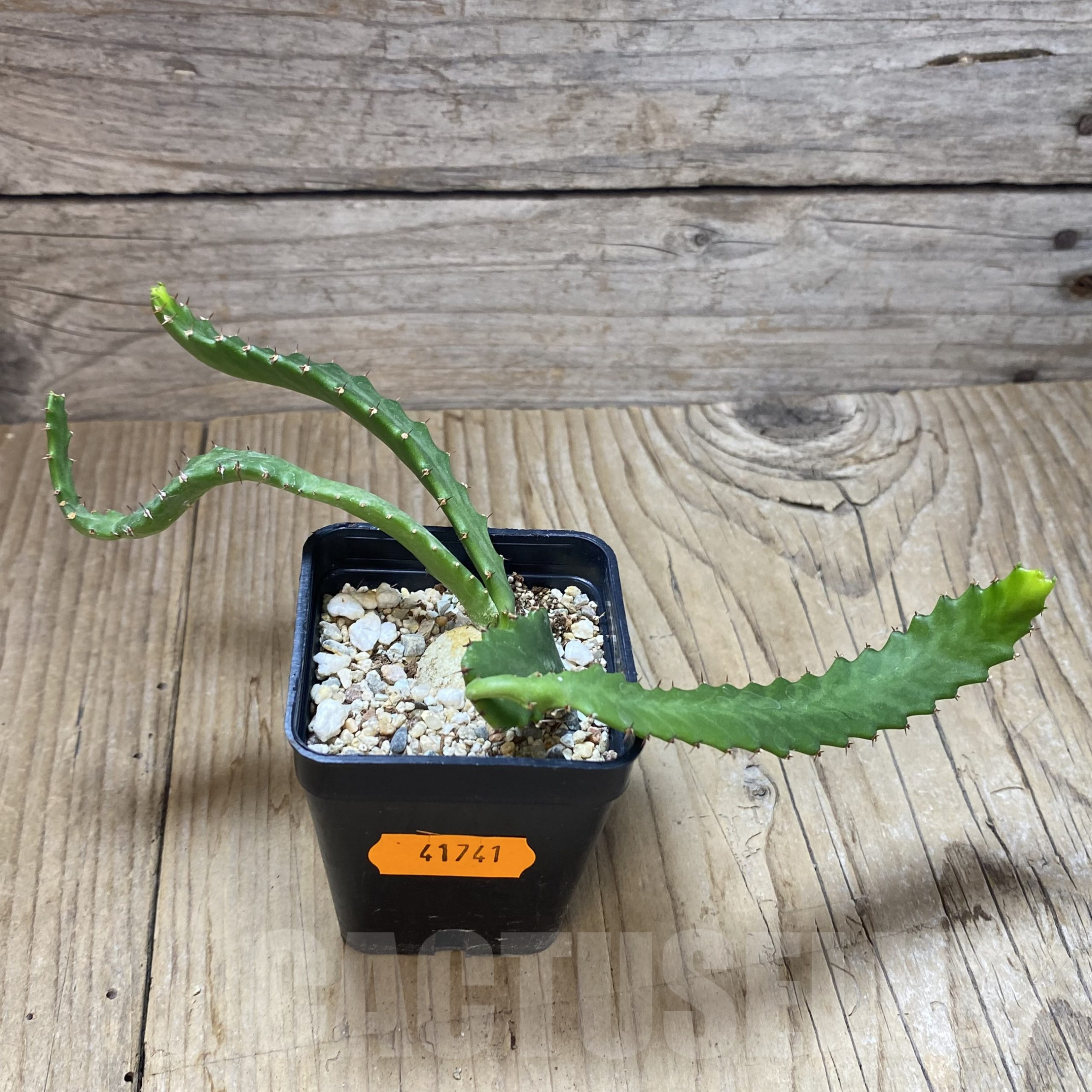 SHPR41741 Euphorbia stellata – Image 3